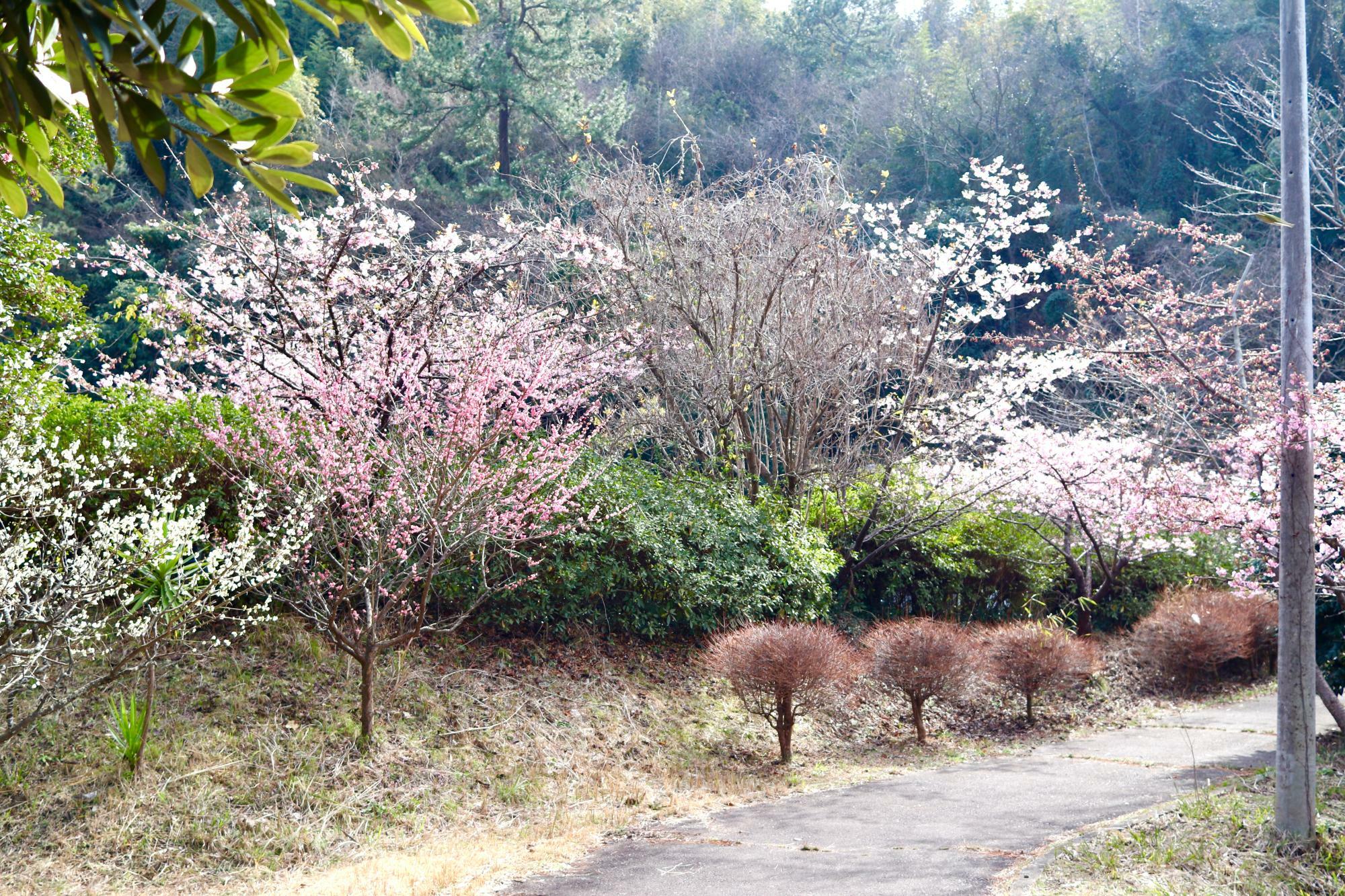 遊歩道や広場沿いに桜の木が並びます