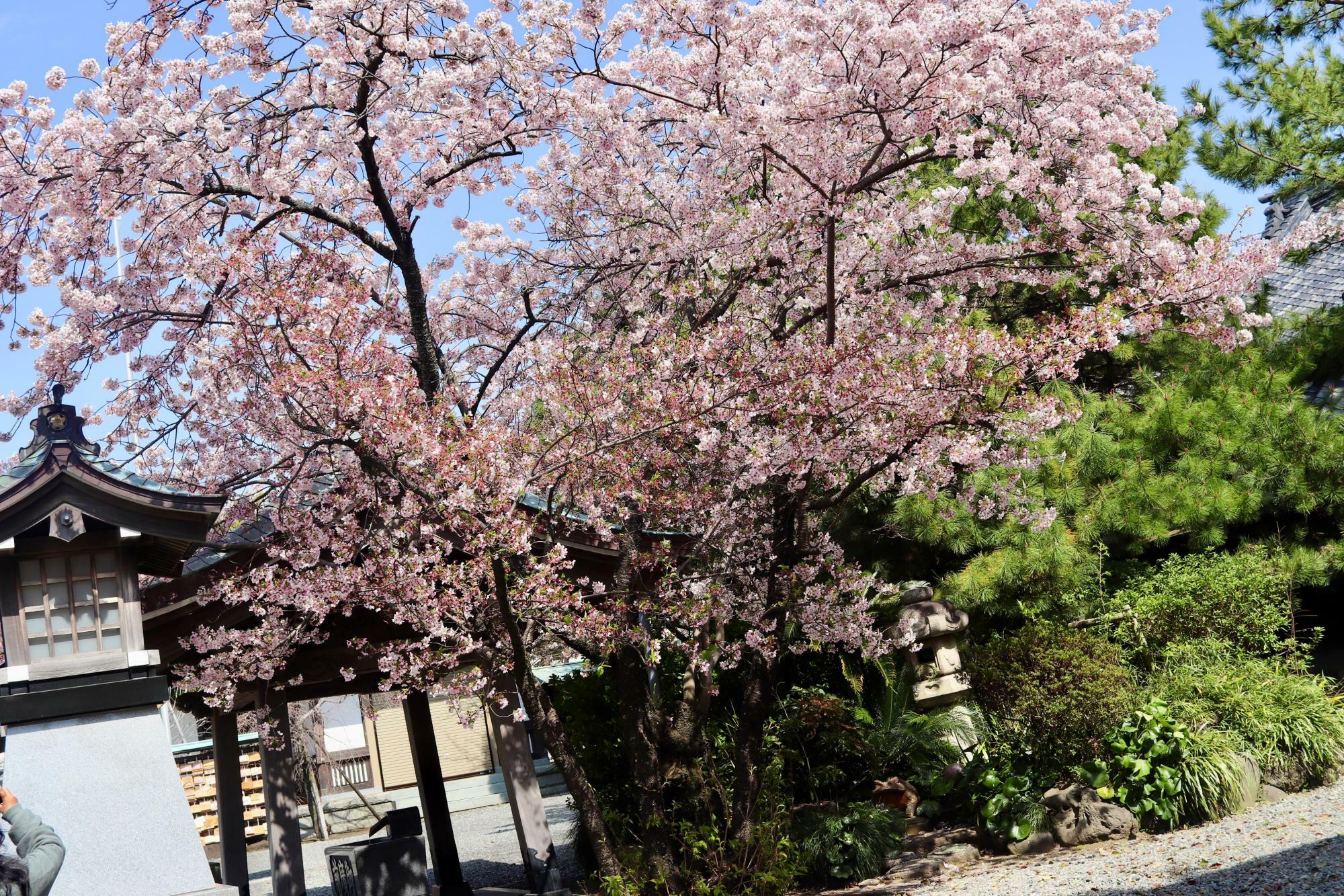 満開を迎えた境内の桜