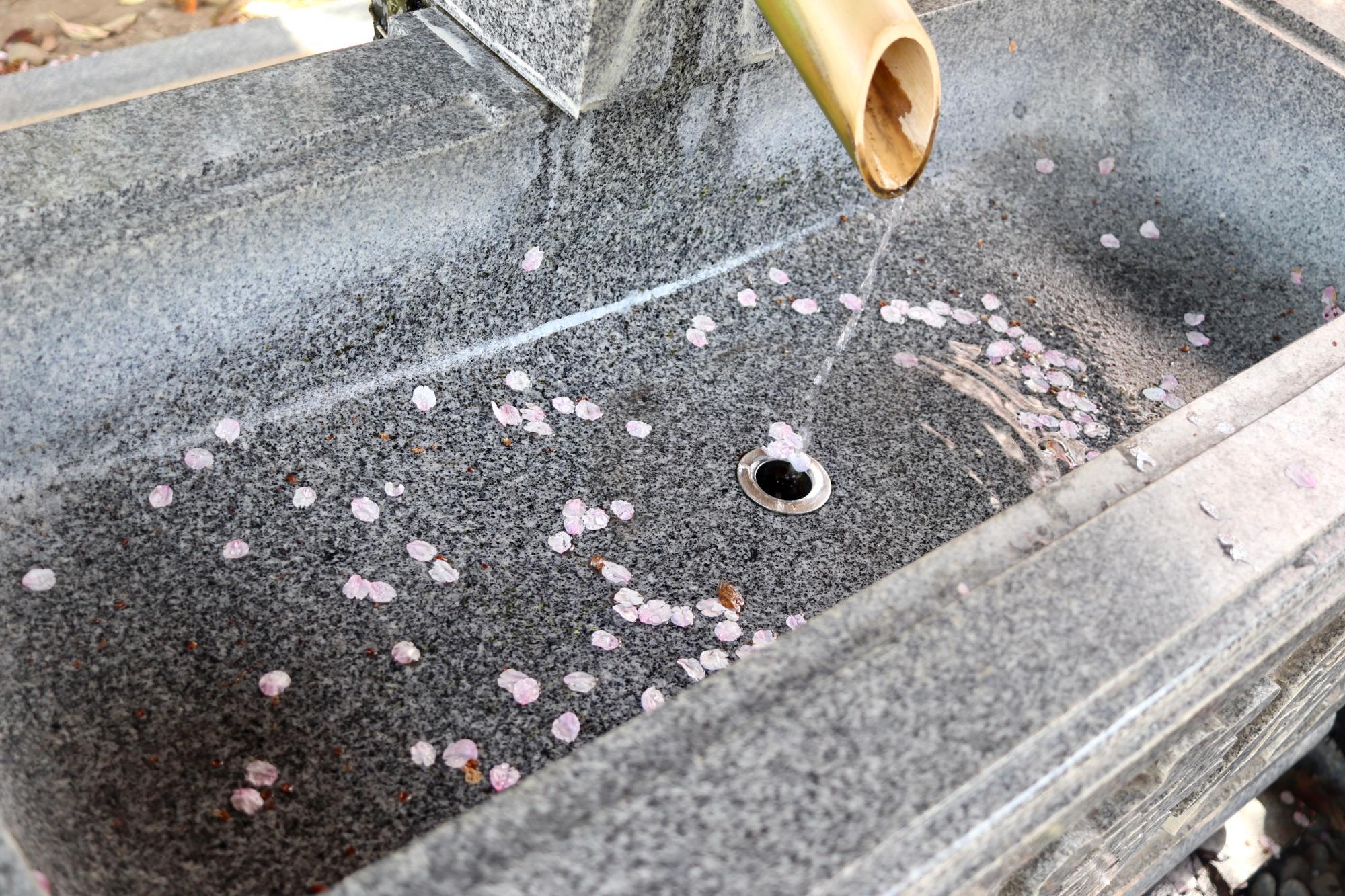 手水舎の水に桜の花が舞い降ります