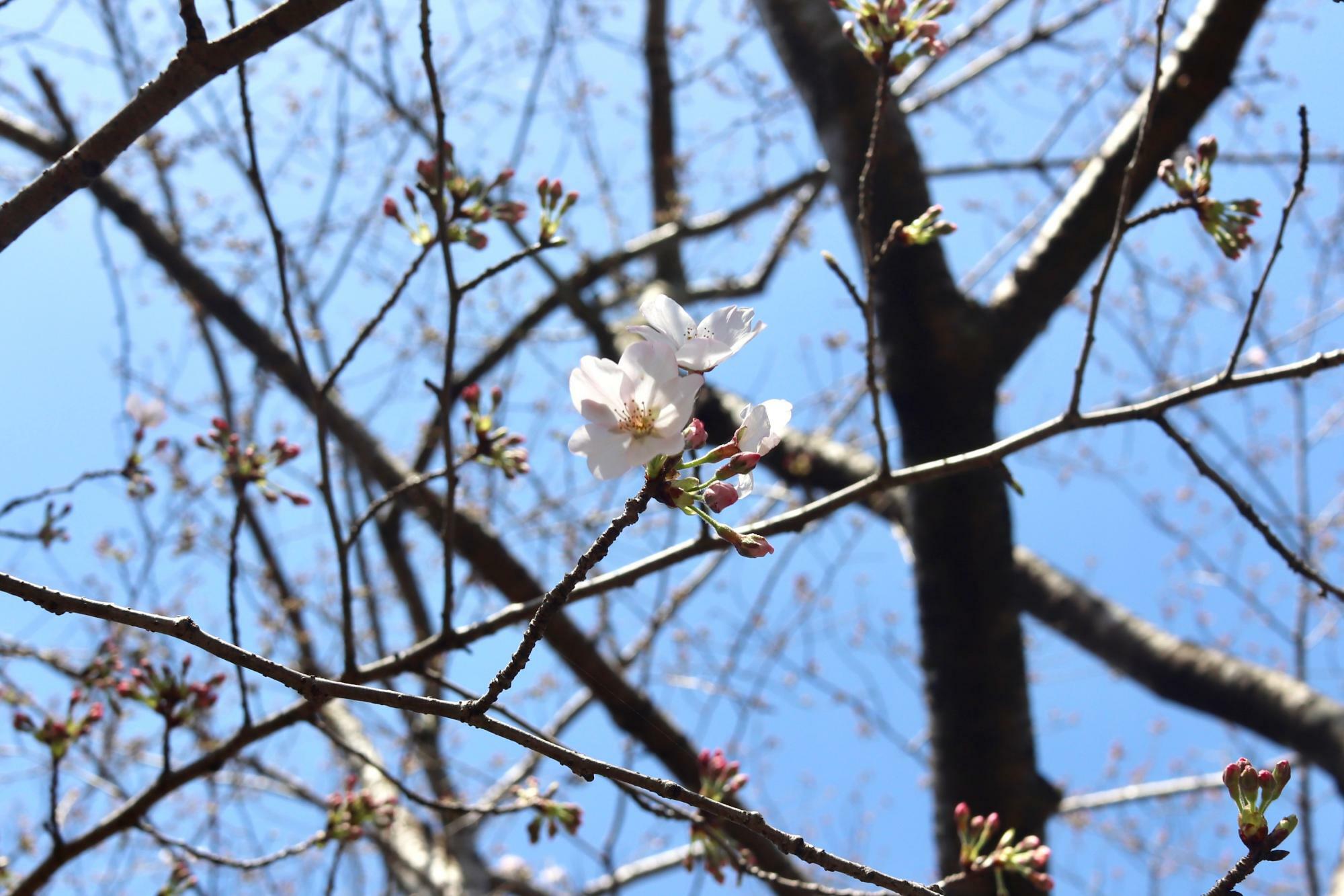 桜の花が咲き始めていました