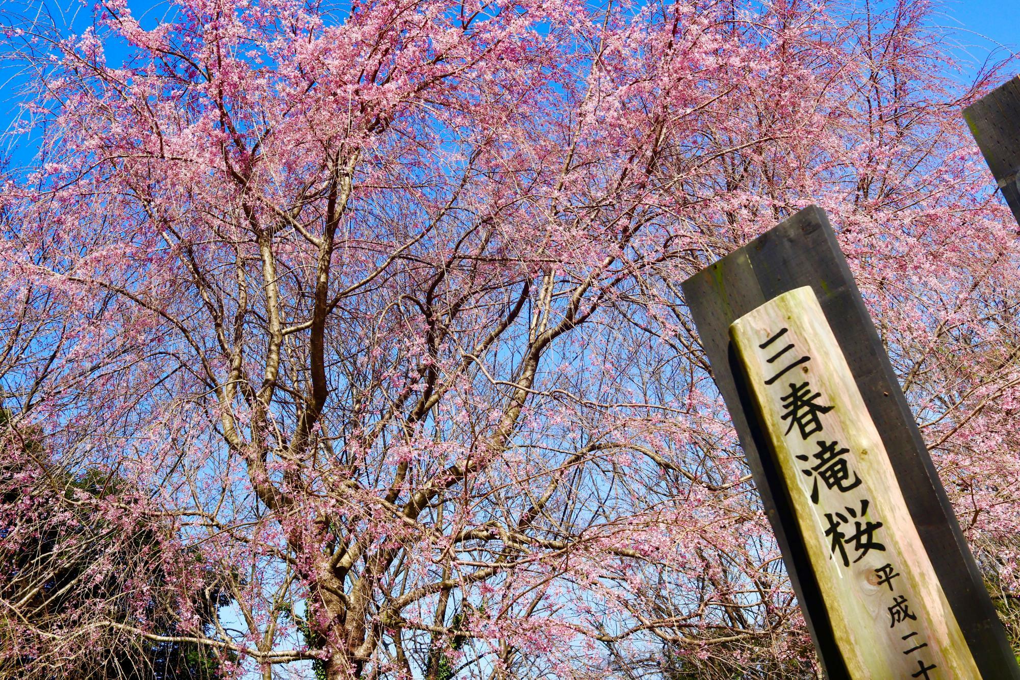 福島県三春町から寄贈されたしだれ桜