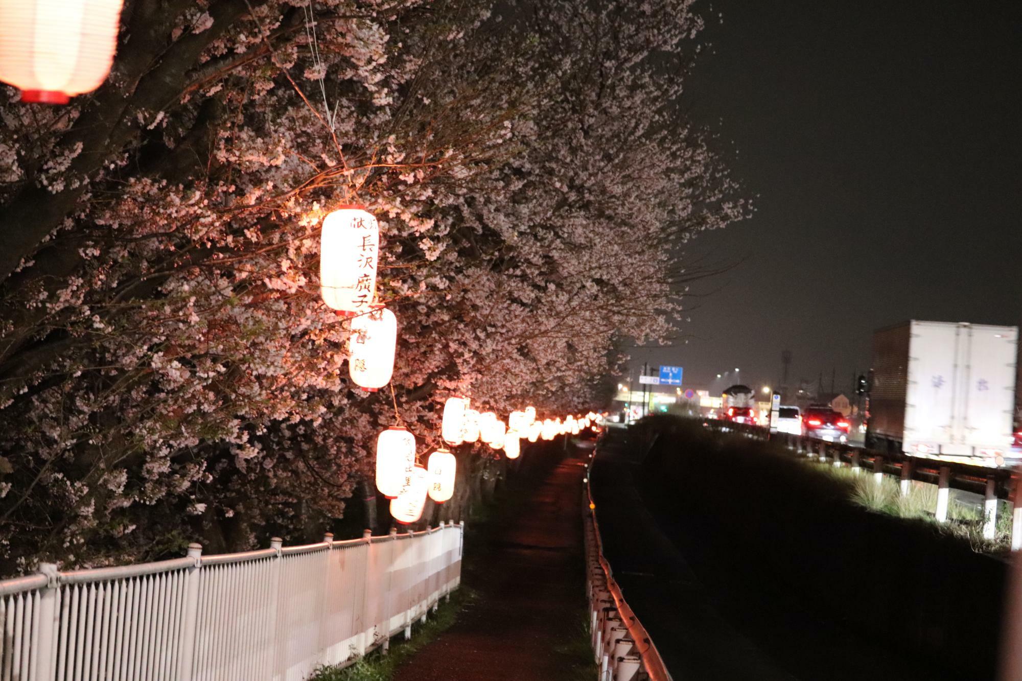 国道沿いに桜が咲く「白隠さくら」