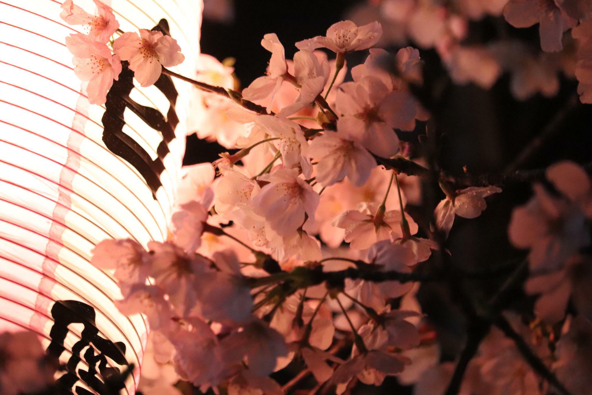 桜の花が満開近く見ごろに