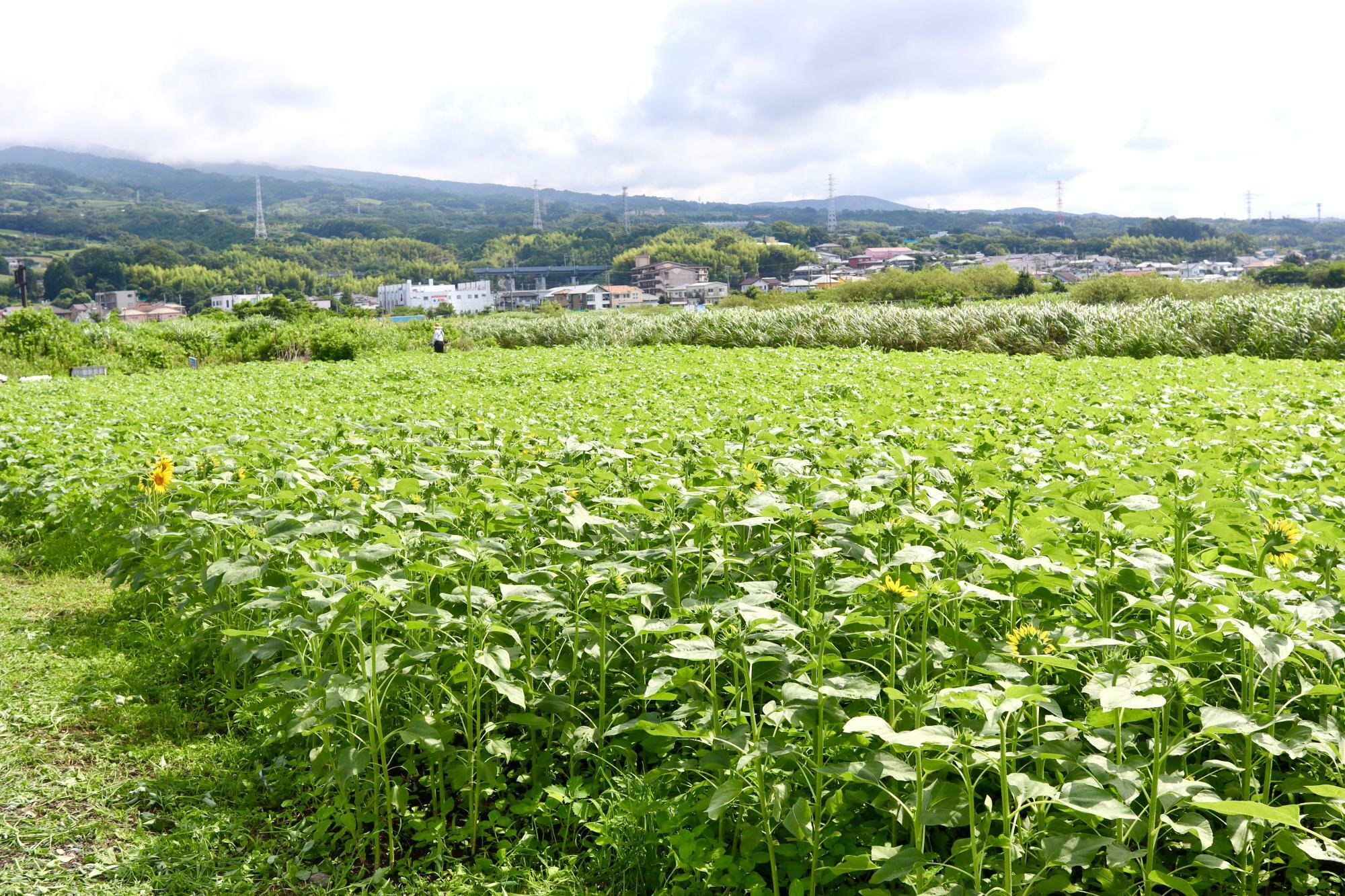 総数約15,000株というひまわり畑