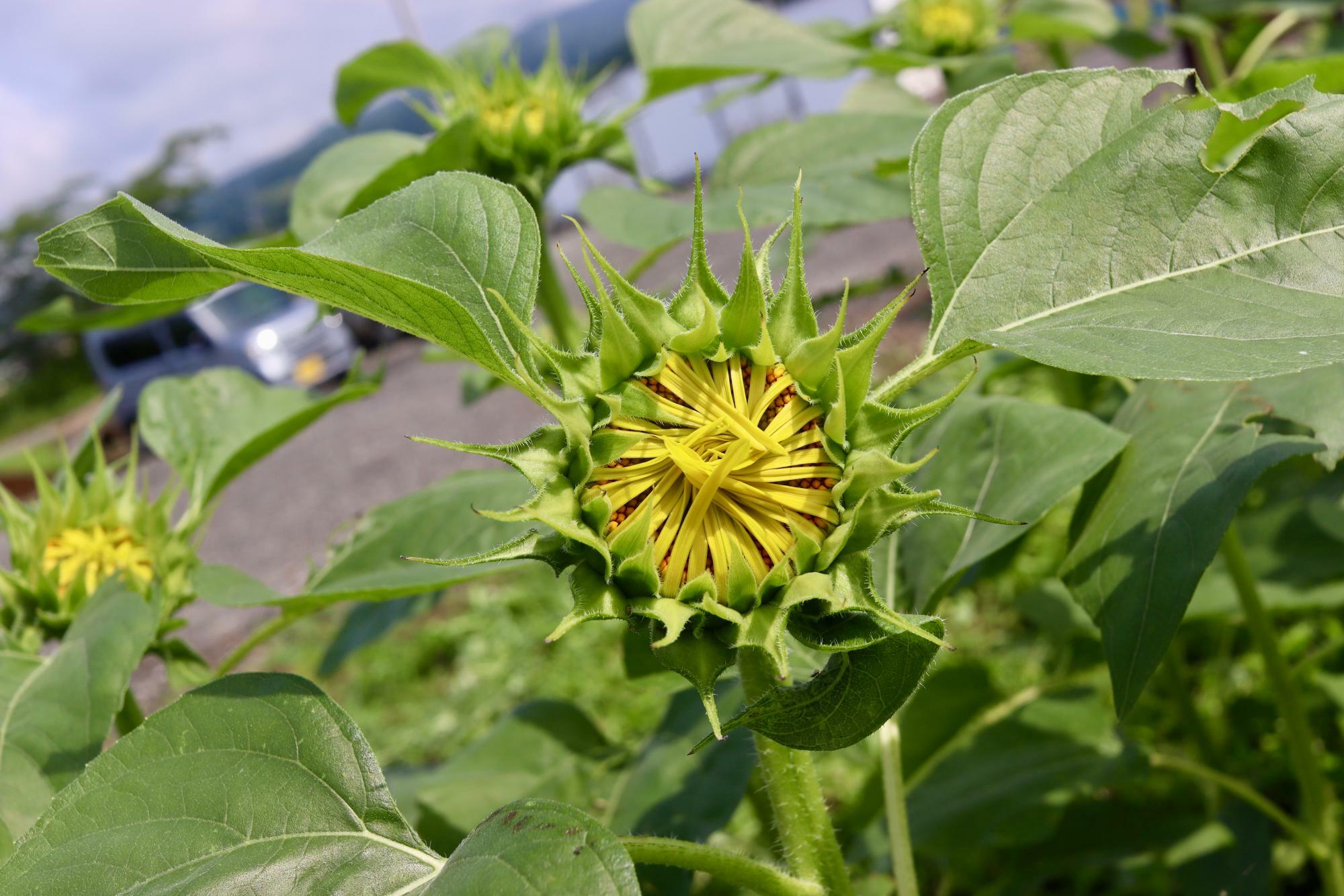 大きく花開くのはこれから