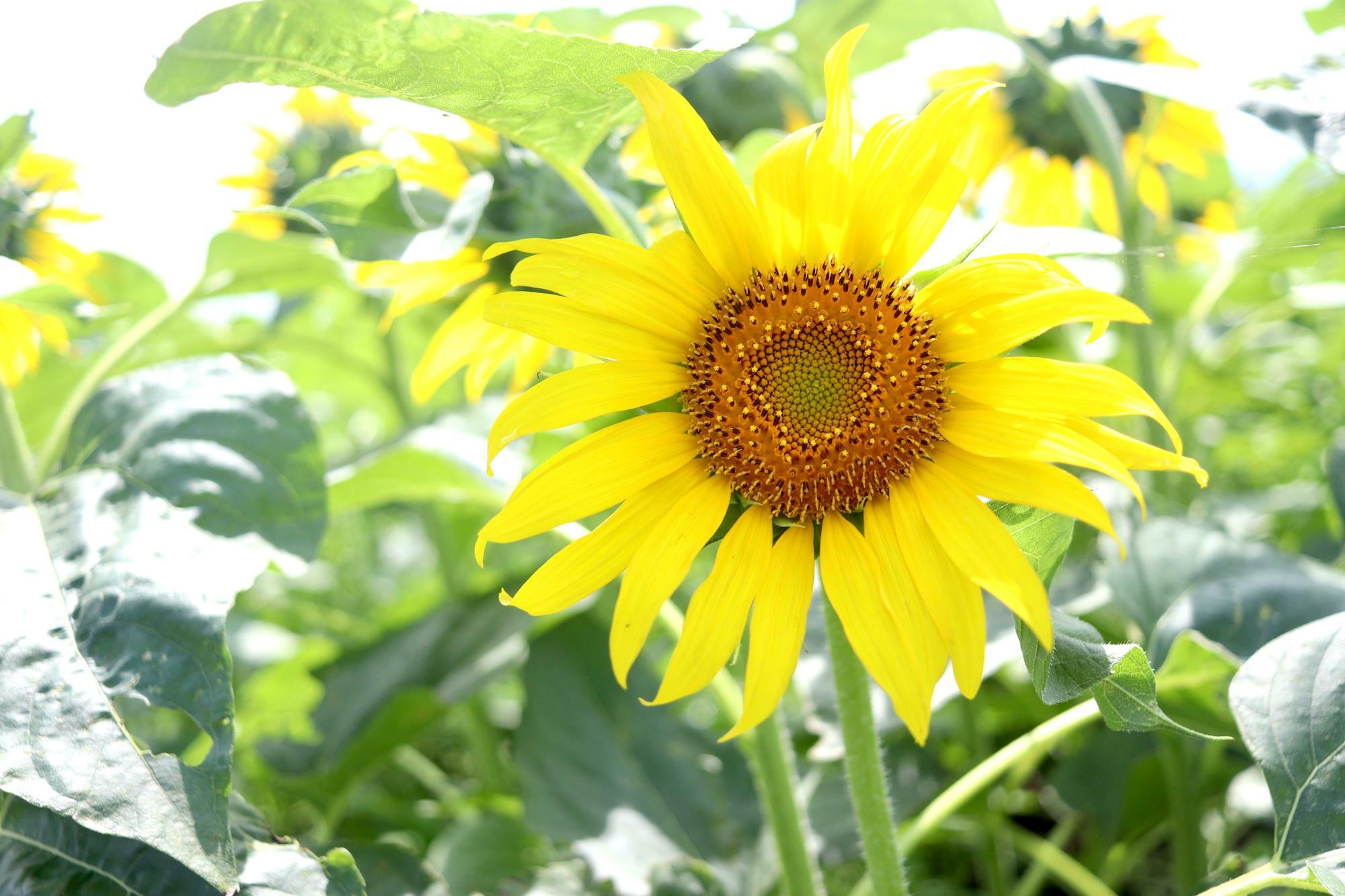 すでに咲き始めている花もありました