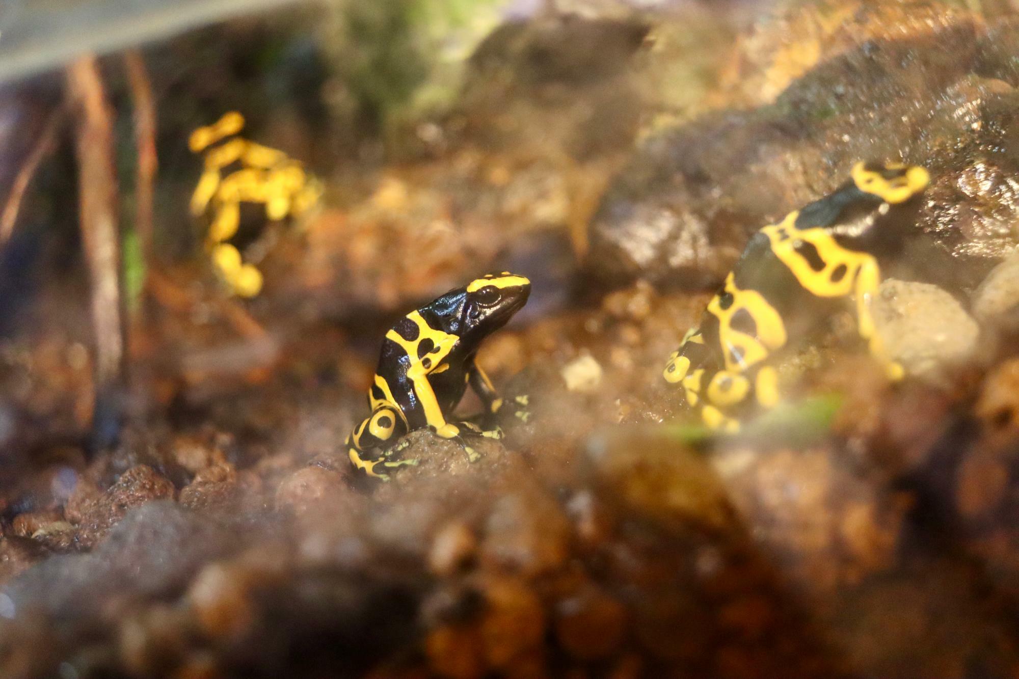 黄色と黒のカラーリングが独特な「キオビヤドクガエル」