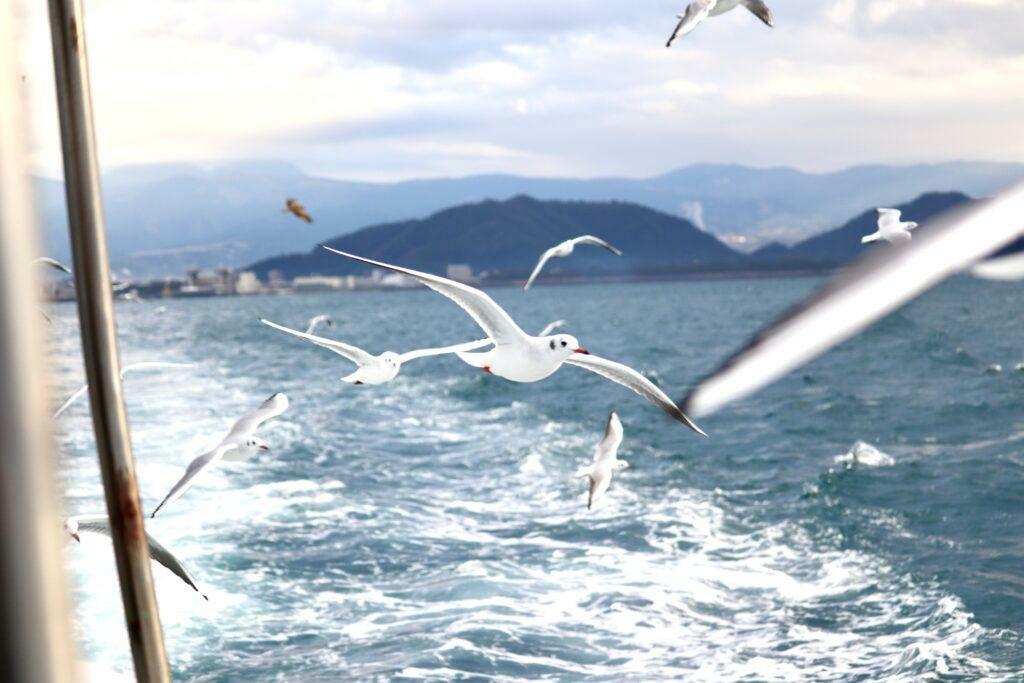 カモメやトンビと一緒に船旅を楽しめます