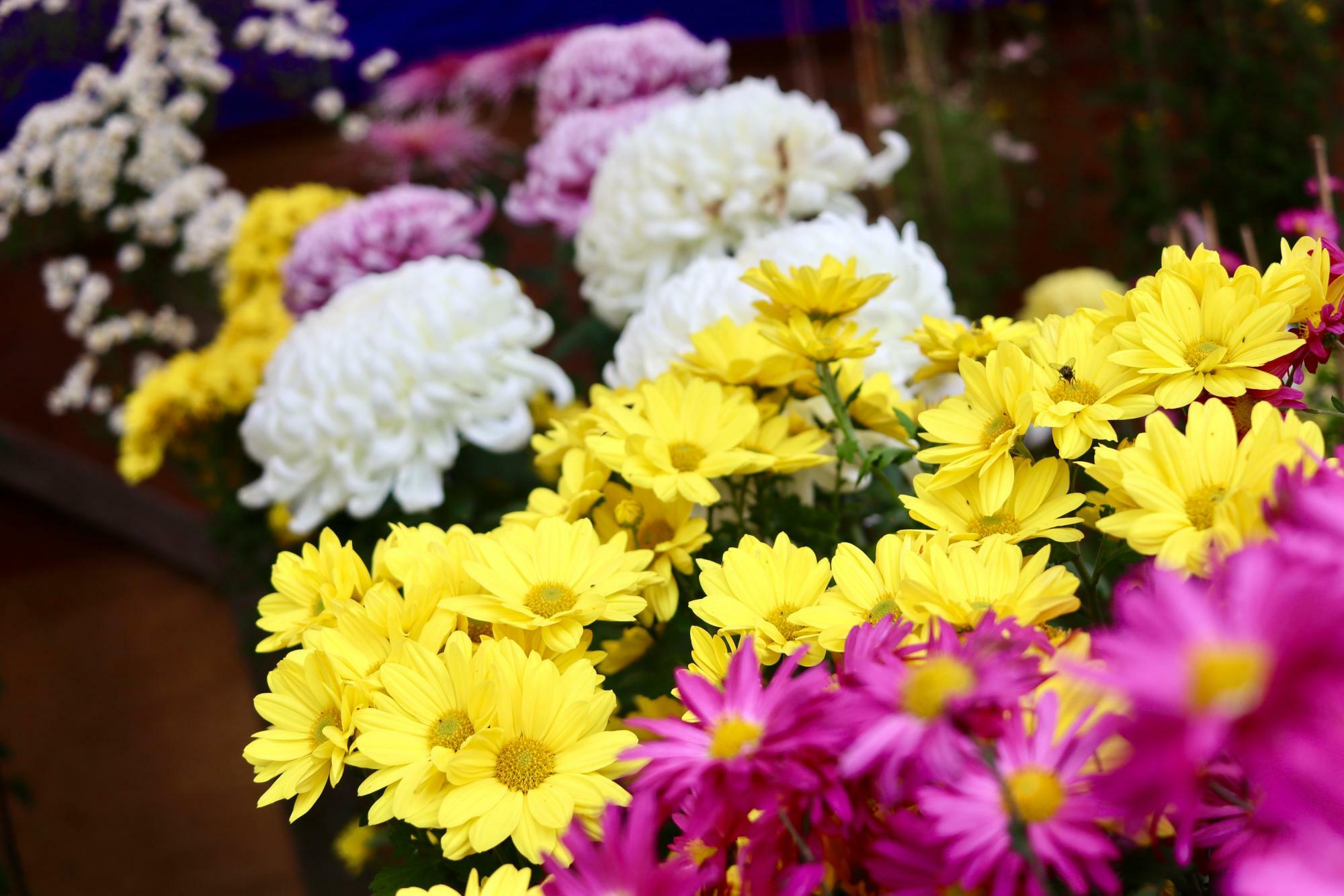 色とりどりの花が鮮やかな色を見せてくれます