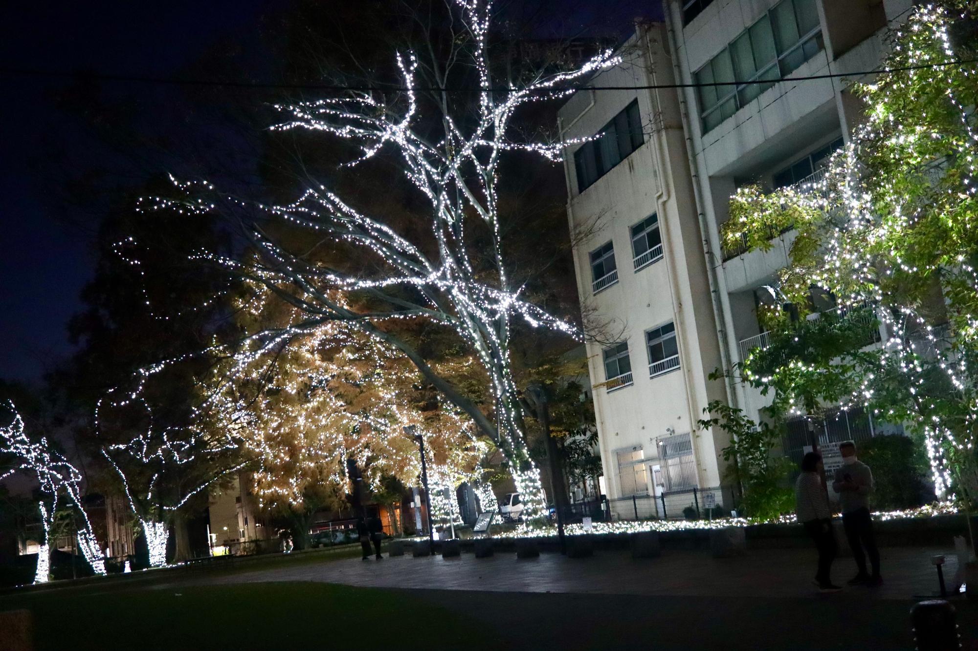 公園が幻想的な雰囲気に包まれます