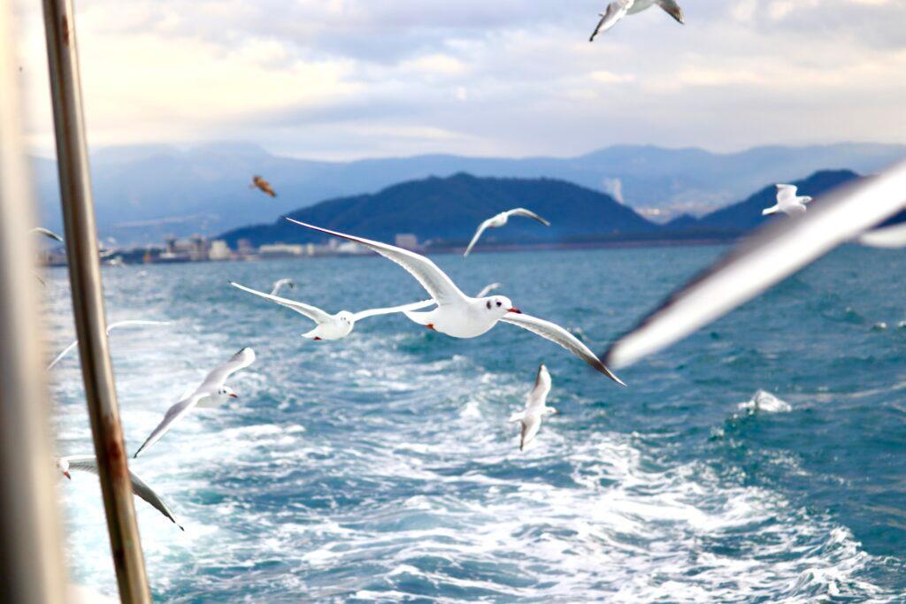 海鳥が飛ぶのを間近に見ながらの船旅です