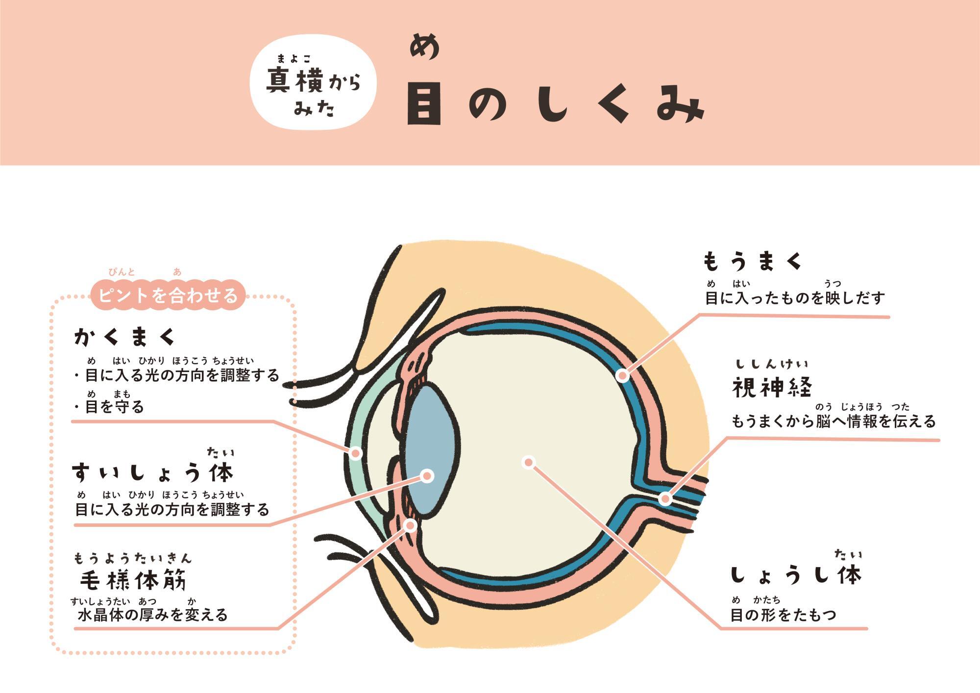 糖尿病のこわ〜い合併症、糖尿病網膜症って?【いまさら聞けない 糖尿病のこわ〜い合併症、糖尿病網膜症って?【いまさら聞けない