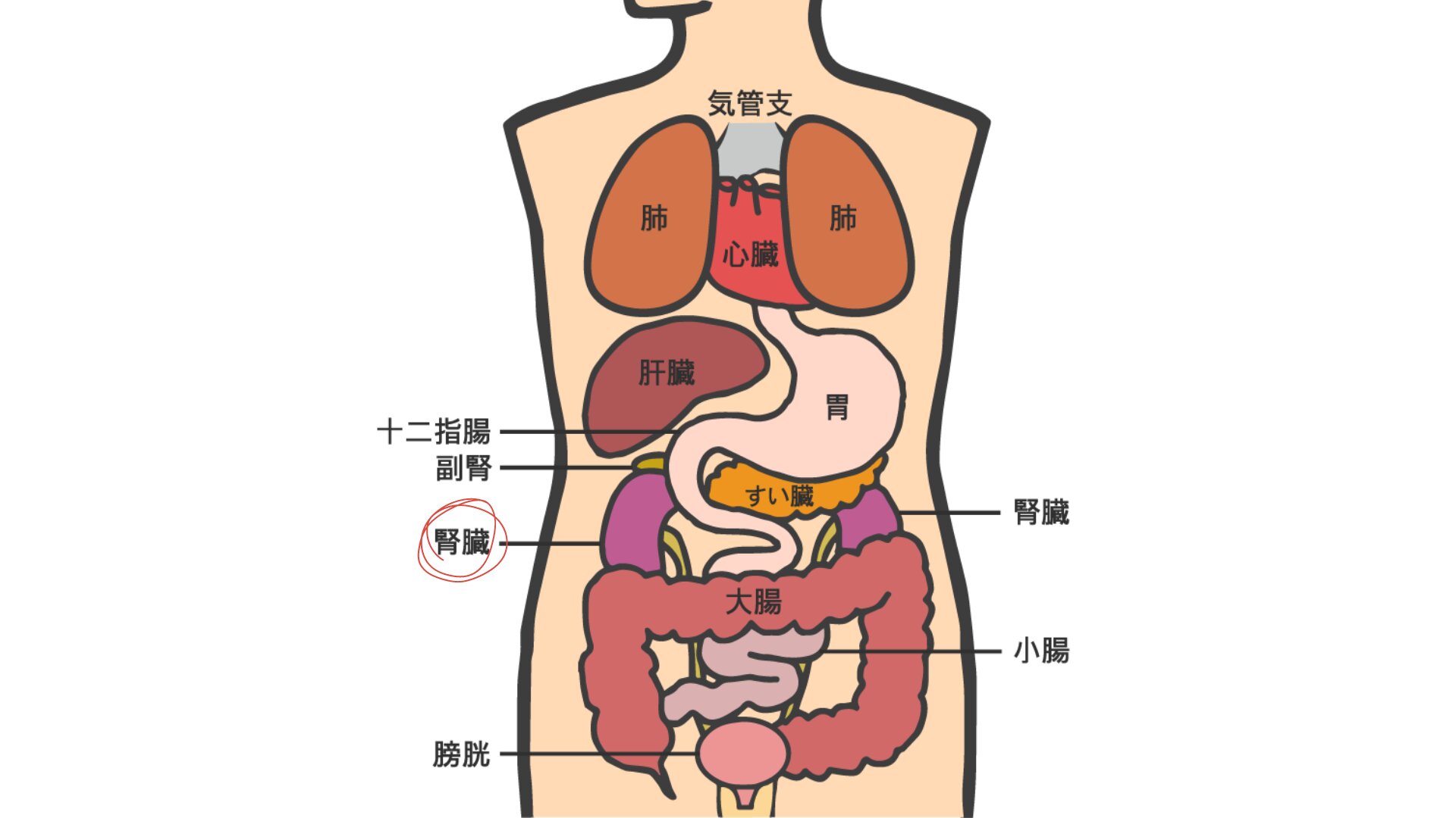 図の紫色の臓器が「腎臓」です