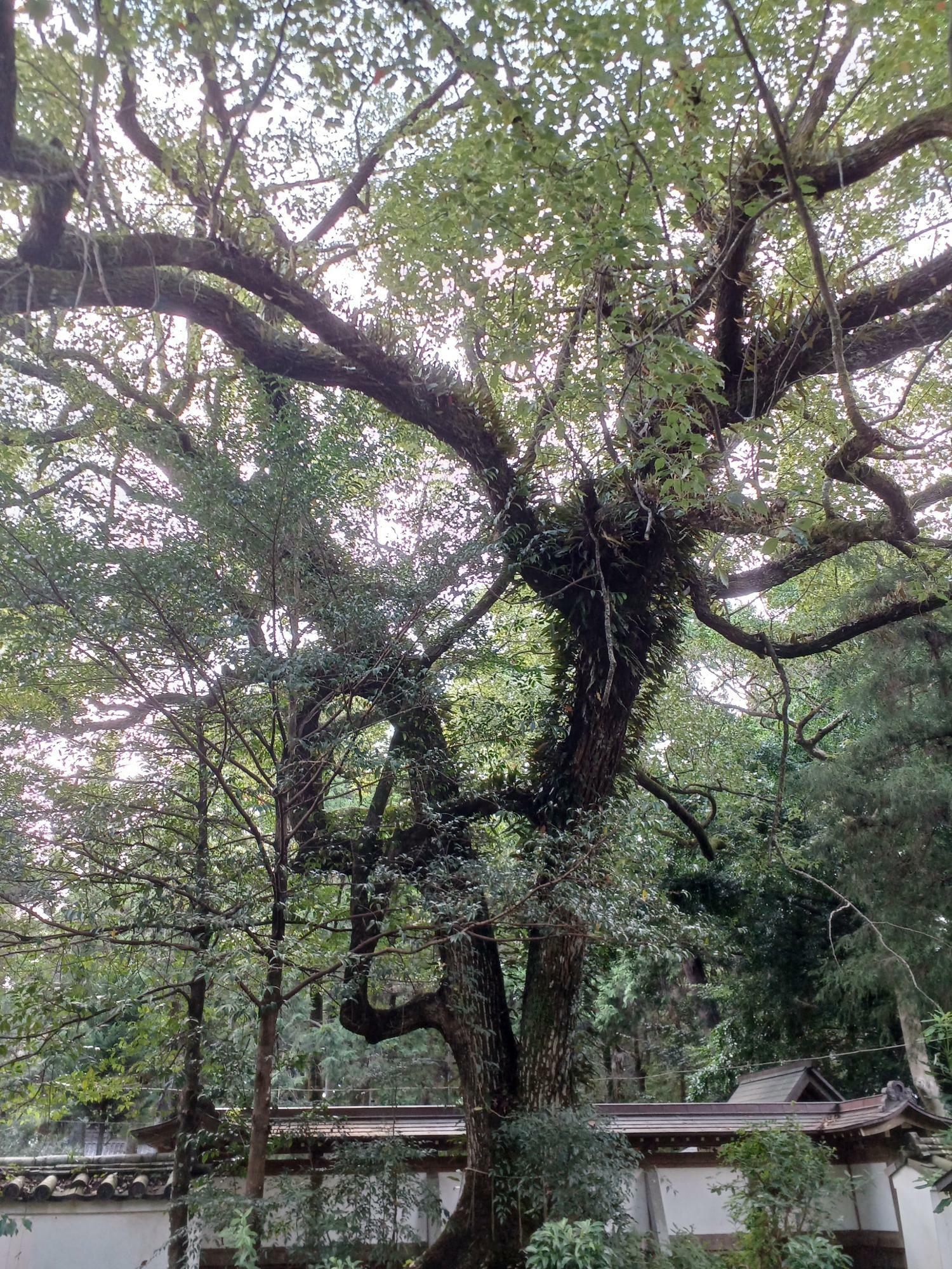 クスノキの巨木