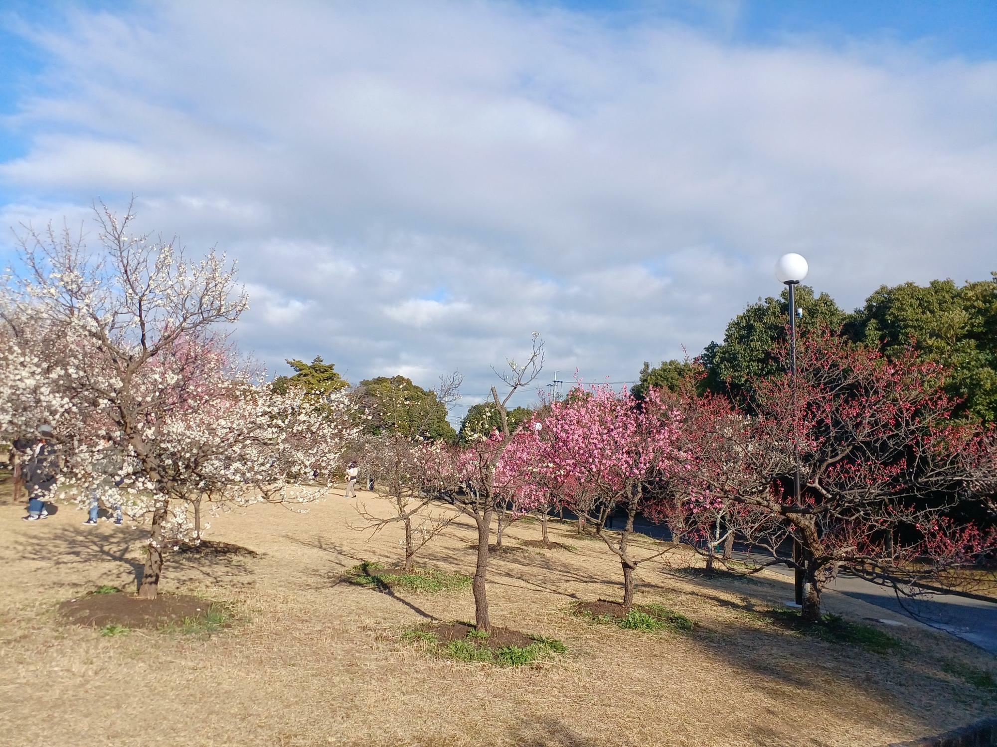 向山緑地内の梅林園