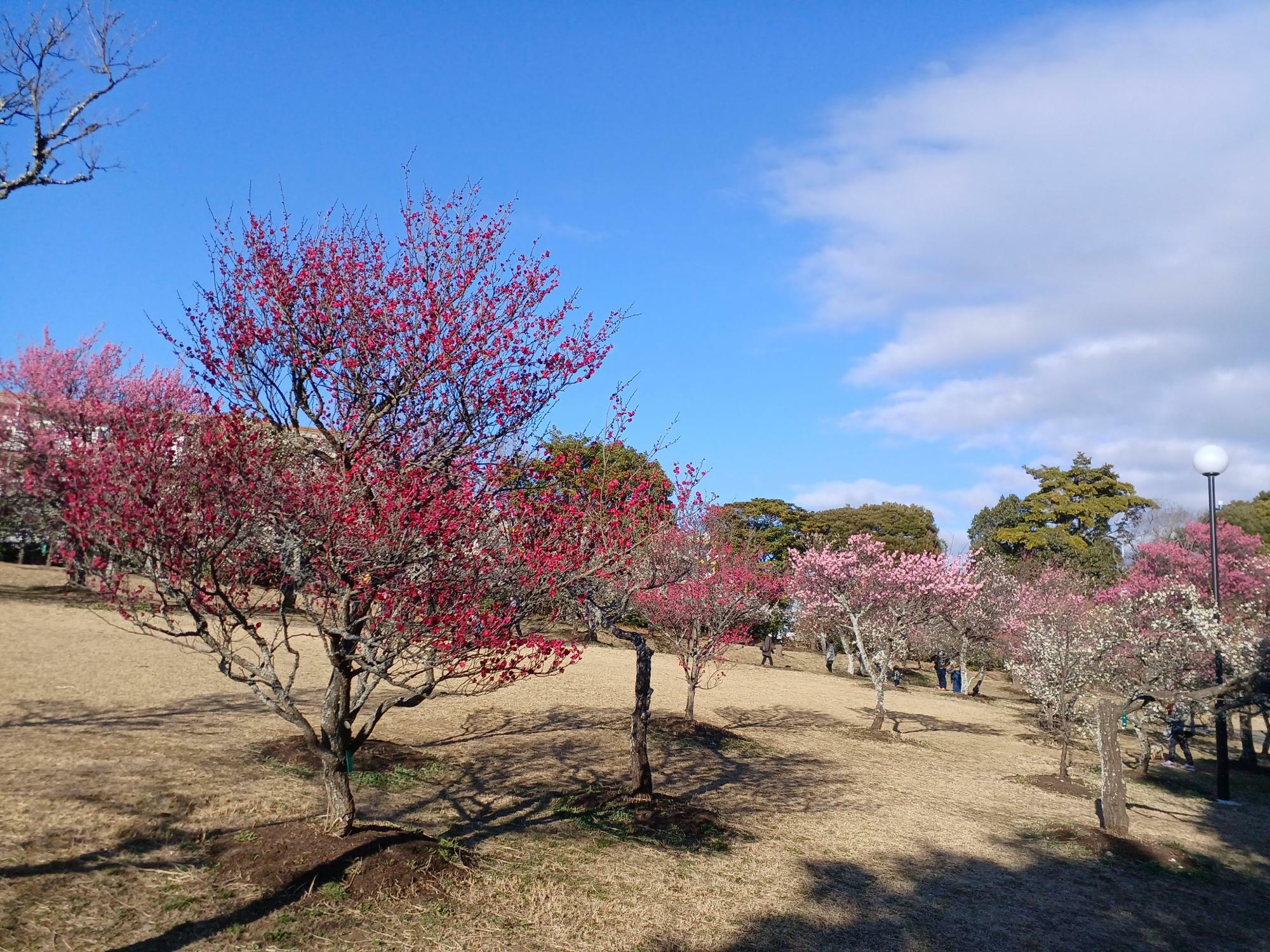 咲き誇る梅の花