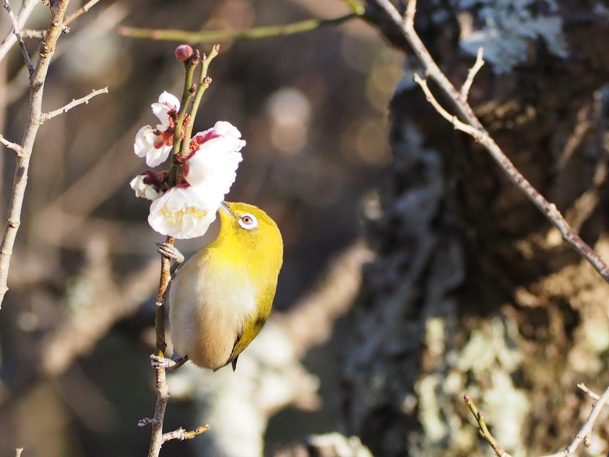 花の蜜を吸うウメジロー