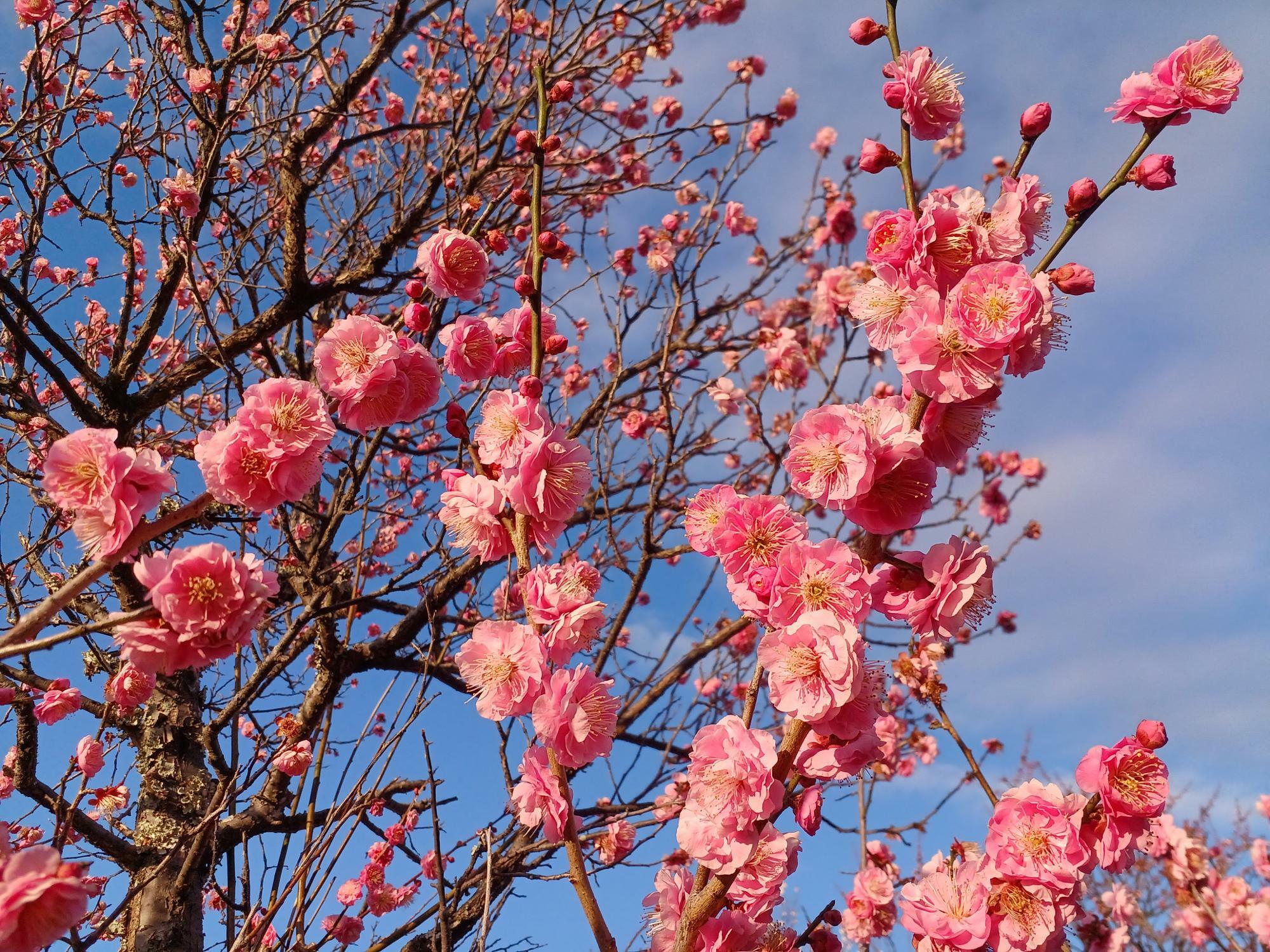 ピンクの梅花