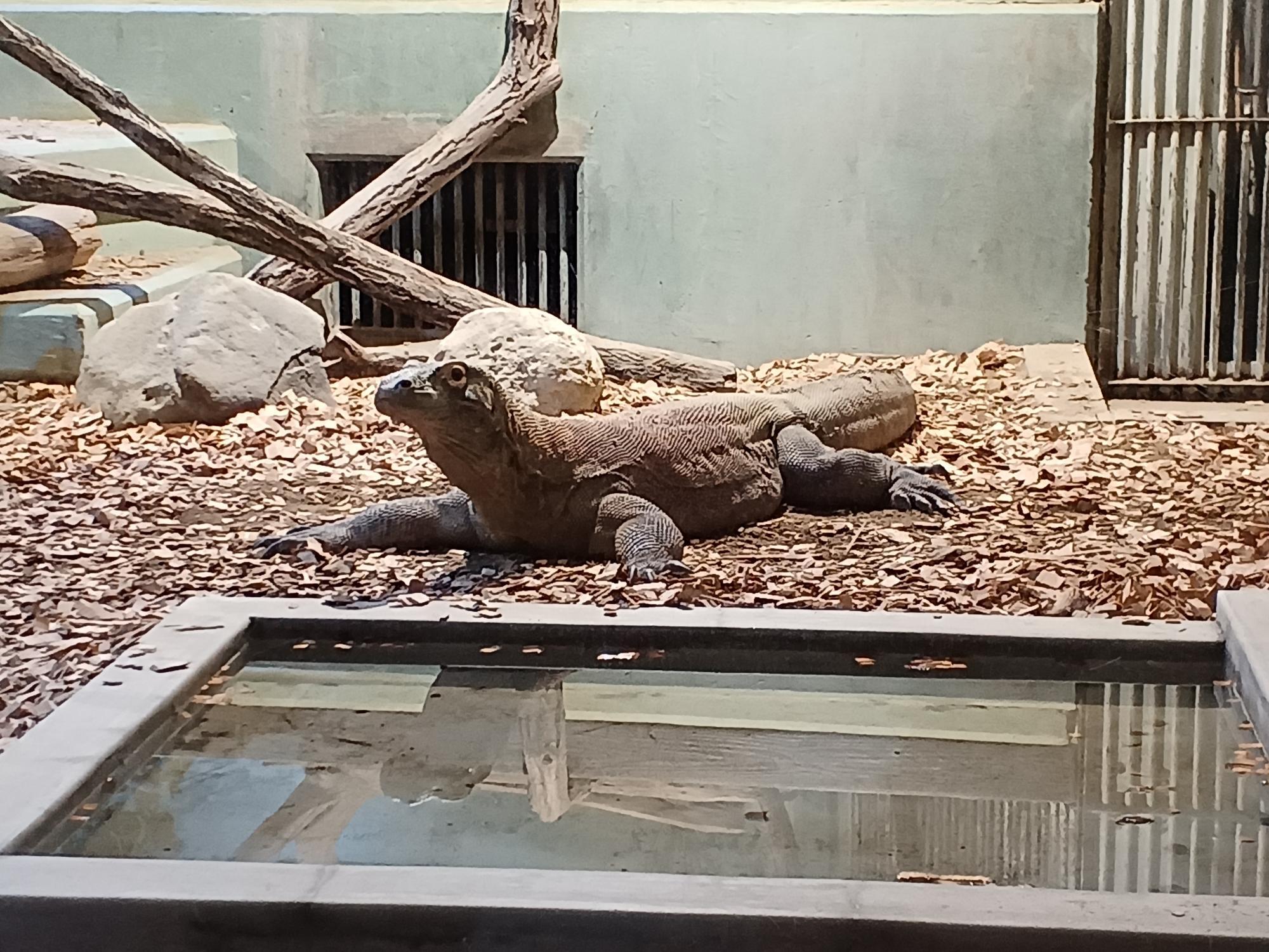 以前はゴリラが飼育されていた広い展示室