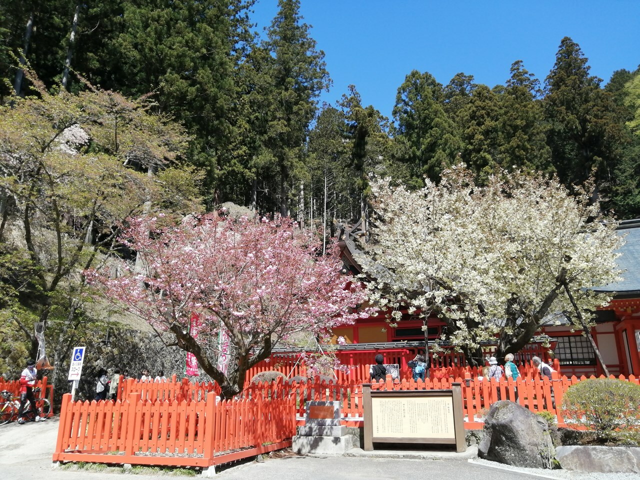 写真左が八重桜、右がご神木・ウコン桜