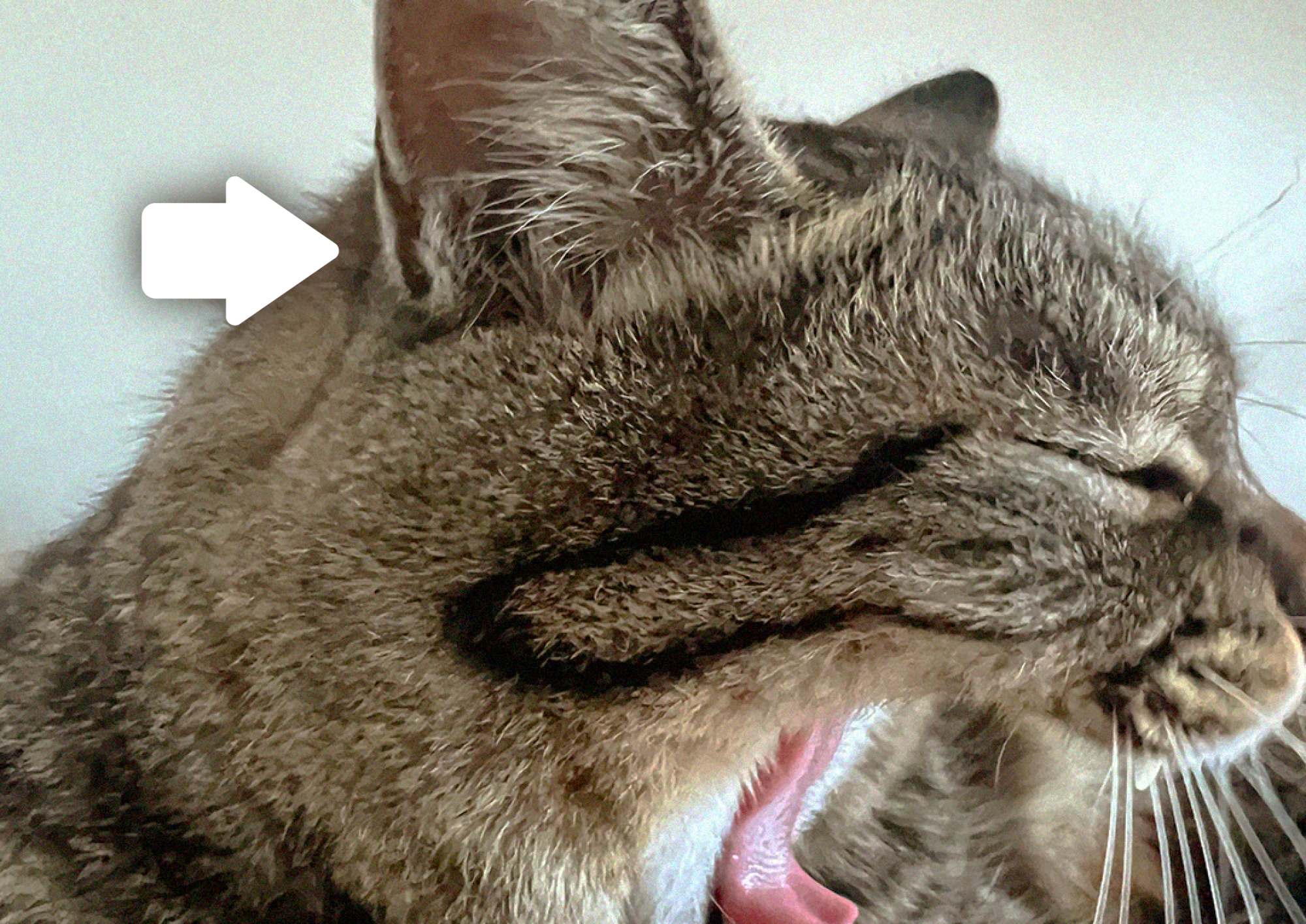 猫好きでも意外と知らない？知ると誰かに話したくなる猫の豆知識5選