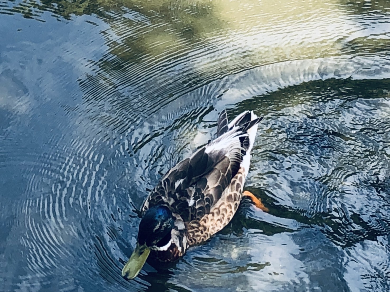 わりと必死に逃げていく。