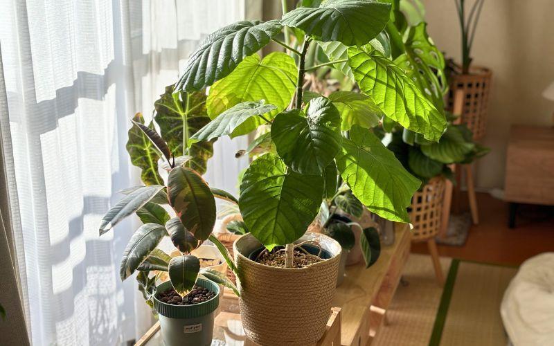 観葉植物】ダイソー植物をかっこよく育てる、ワイルドな見た目に 観葉植物】ダイソー植物をかっこよく育てる、ワイルドな見た目に