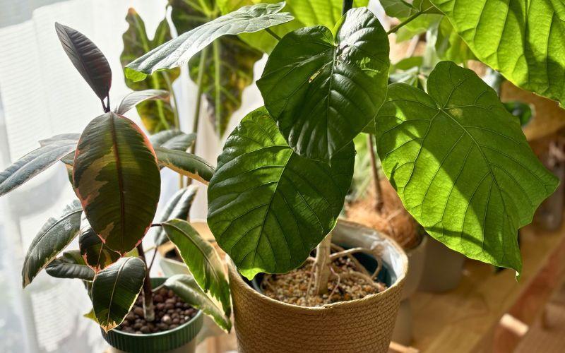 観葉植物】ダイソー植物をかっこよく育てる、ワイルドな見た目に