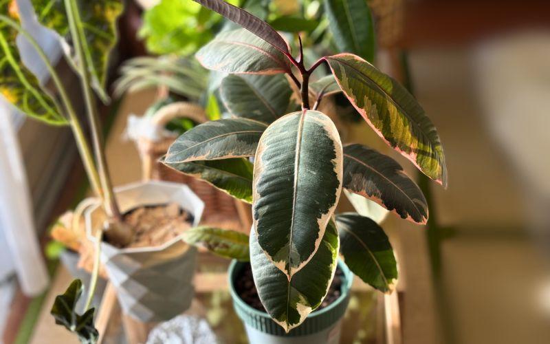 観葉植物】ダイソー植物をかっこよく育てる、ワイルドな見た目に
