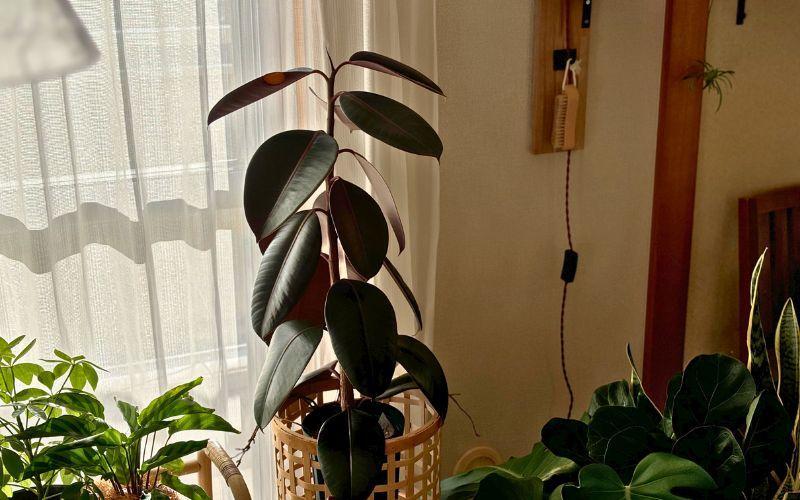 観葉植物】ダイソー植物をかっこよく育てる、ワイルドな見た目に