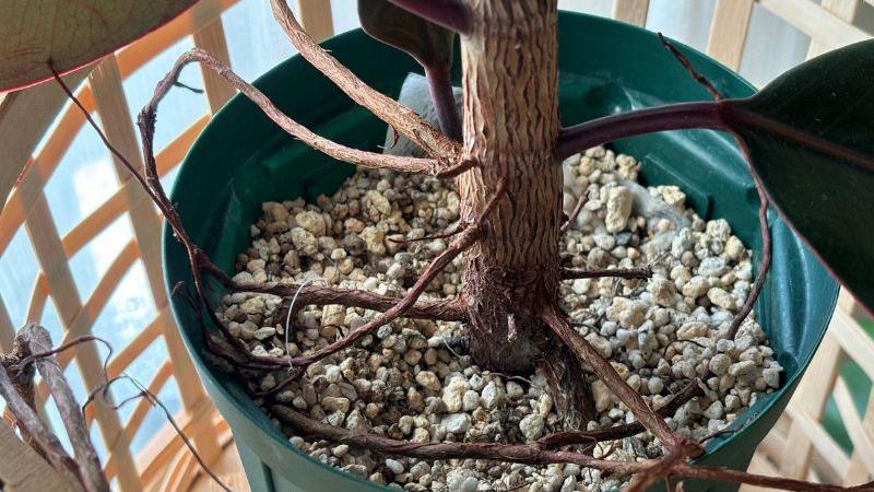 パキラ ねじり | 観葉植物の通販ならHitoHana（ひとはな）
