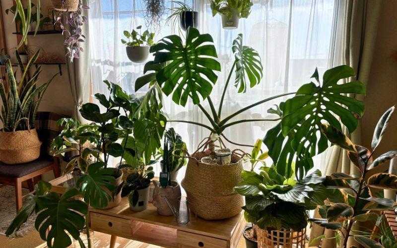 観葉植物】1つ買えば部屋じゅうグリーンに！初心者向け良く