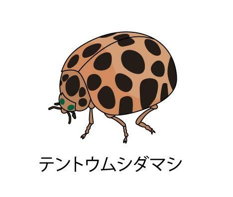 害虫テントウムシダマシにはツヤがないので見分けられる