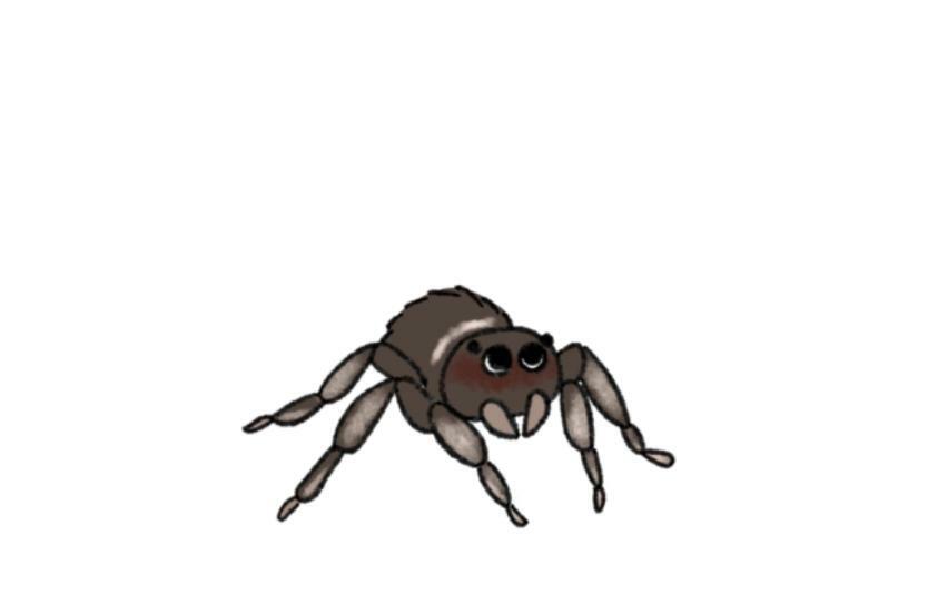徘徊性のクモには茶色や黒の地味で小さなものが多い