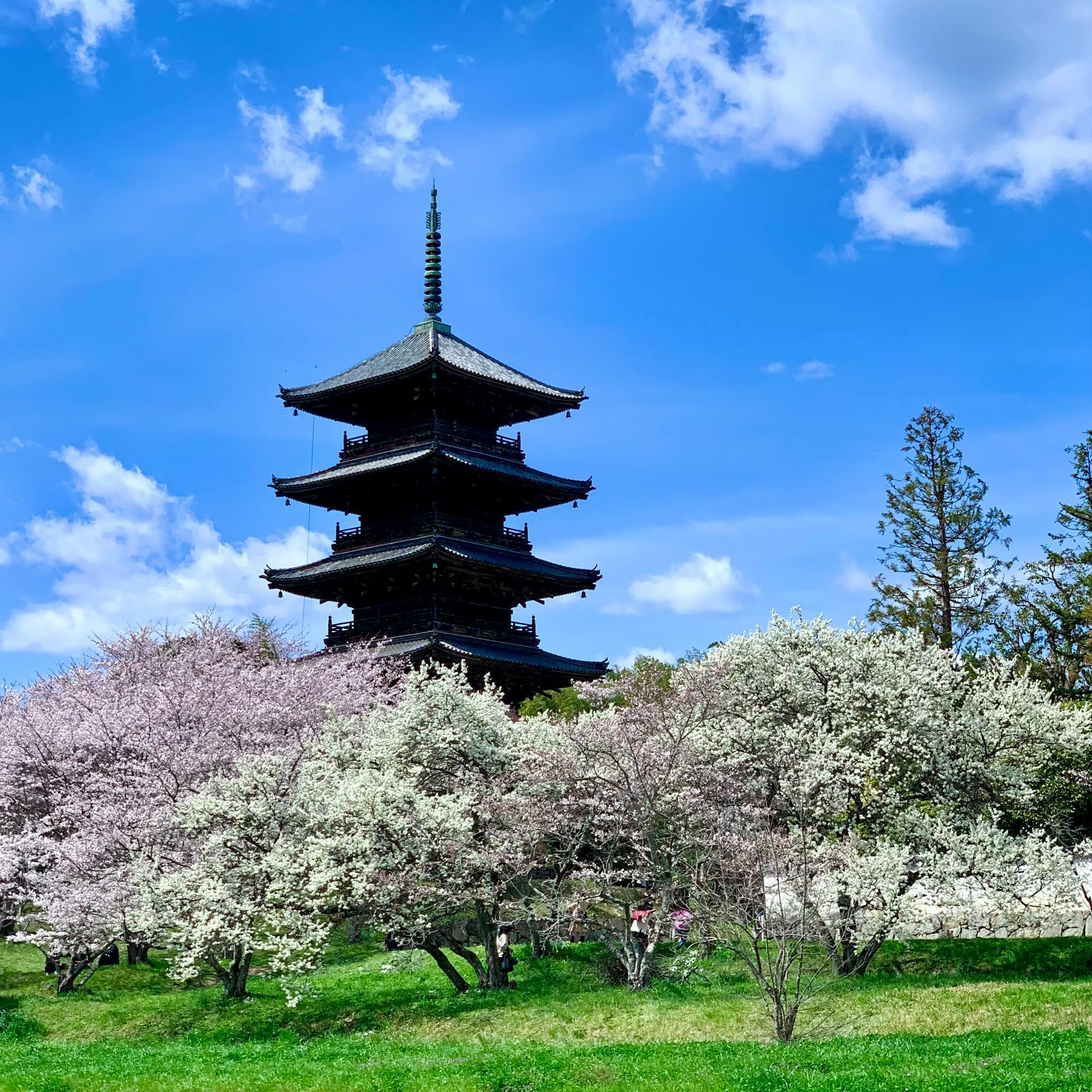 《備中国分寺》桜に囲まれた五重塔のコラボは一見の価値あり！