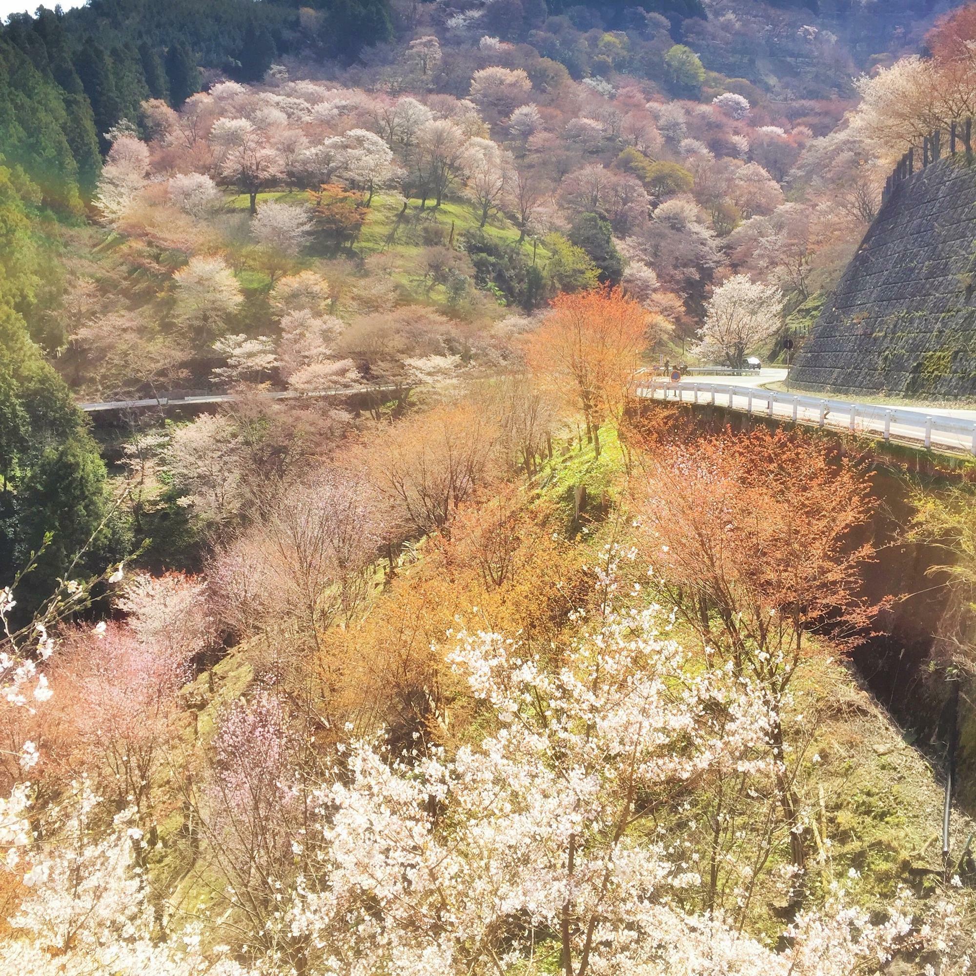 奈良県吉野山の千本桜は全国的に有名な桜の名所。