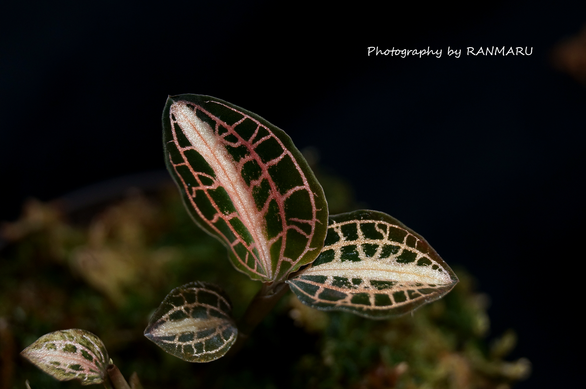 生きた宝石】と呼ばれる観葉植物を知っていますか？（RANMARU