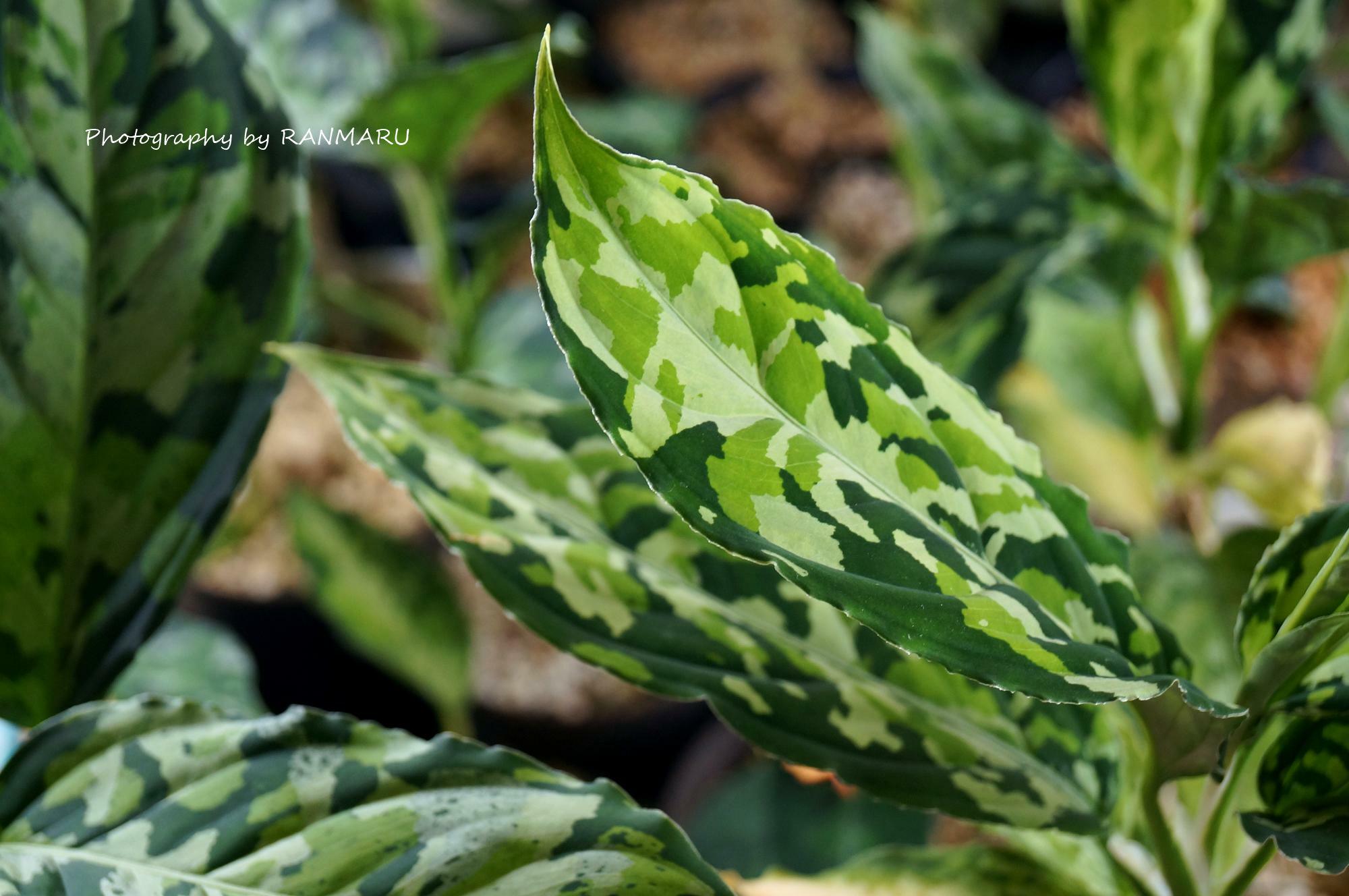 Aglaonema pictum 'Delaz fleet' SDM BNN from Sibolga Timur 【AZ0715-3】