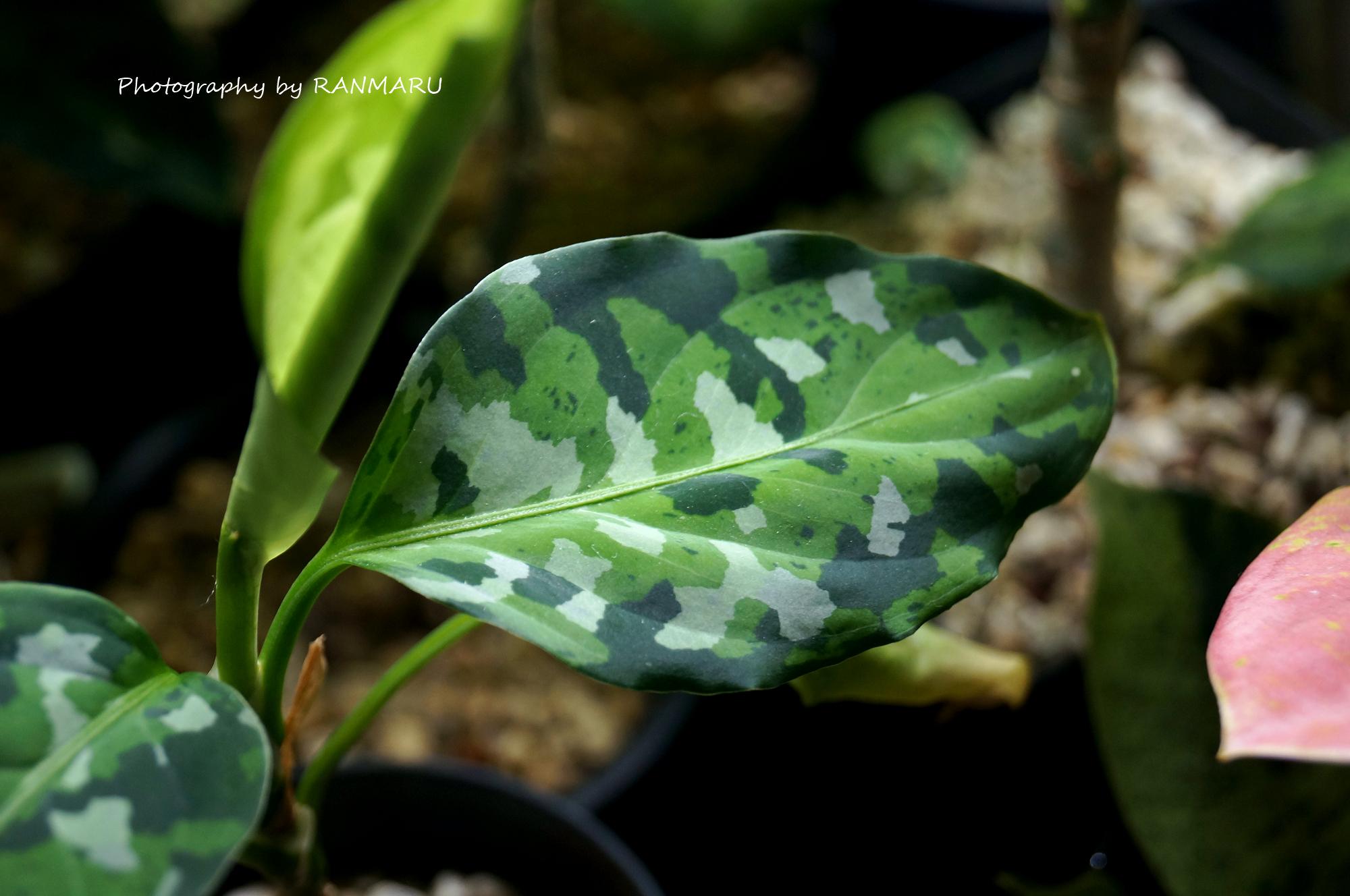 アグラオネマピクタム トリカラー 6株まとめ売り アグラオネマピクタム