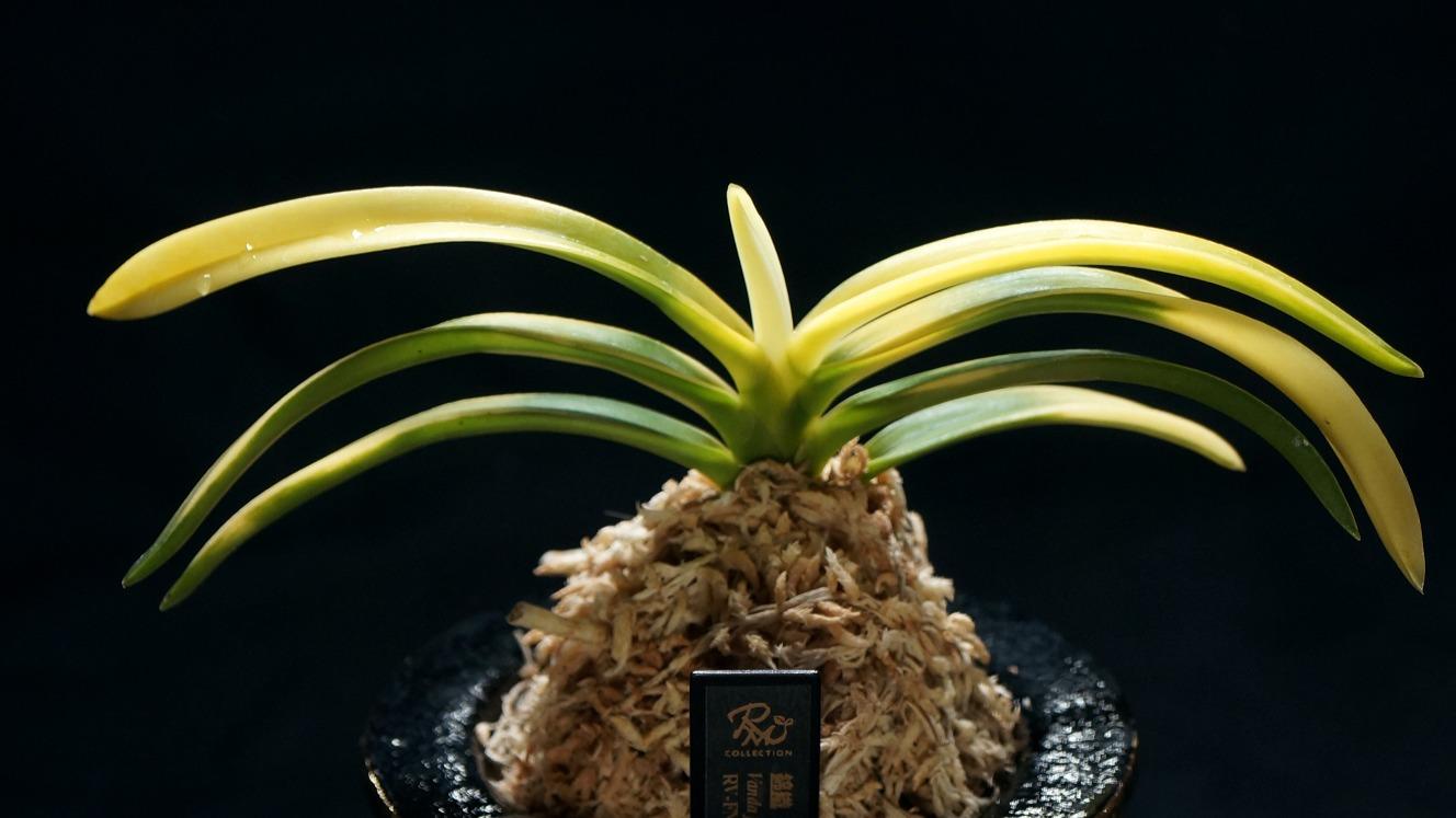 これから要チェック！あの高級植物が市場に進出＆価格破壊!?（RANMARU