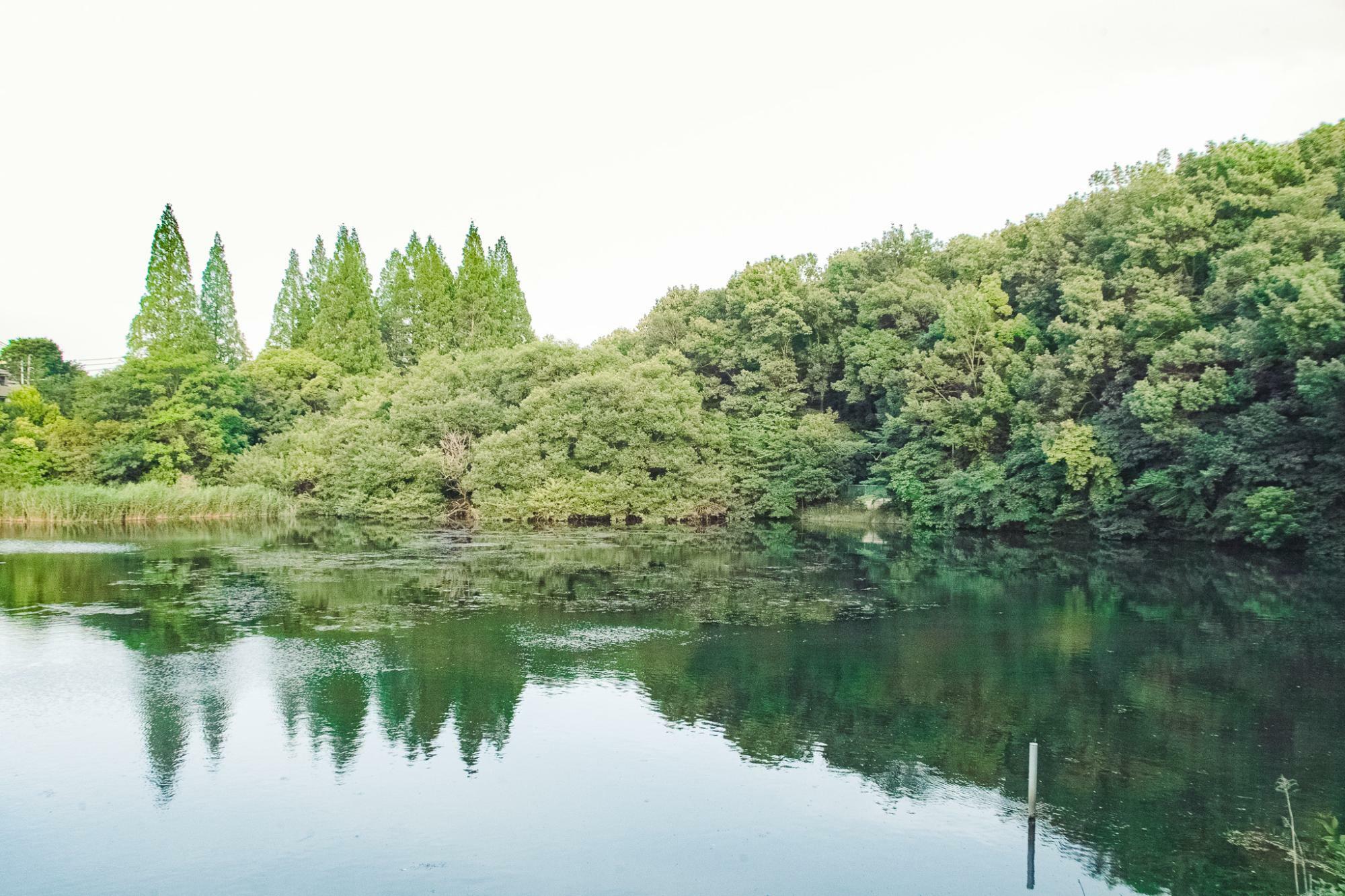 茶屋ヶ坂池