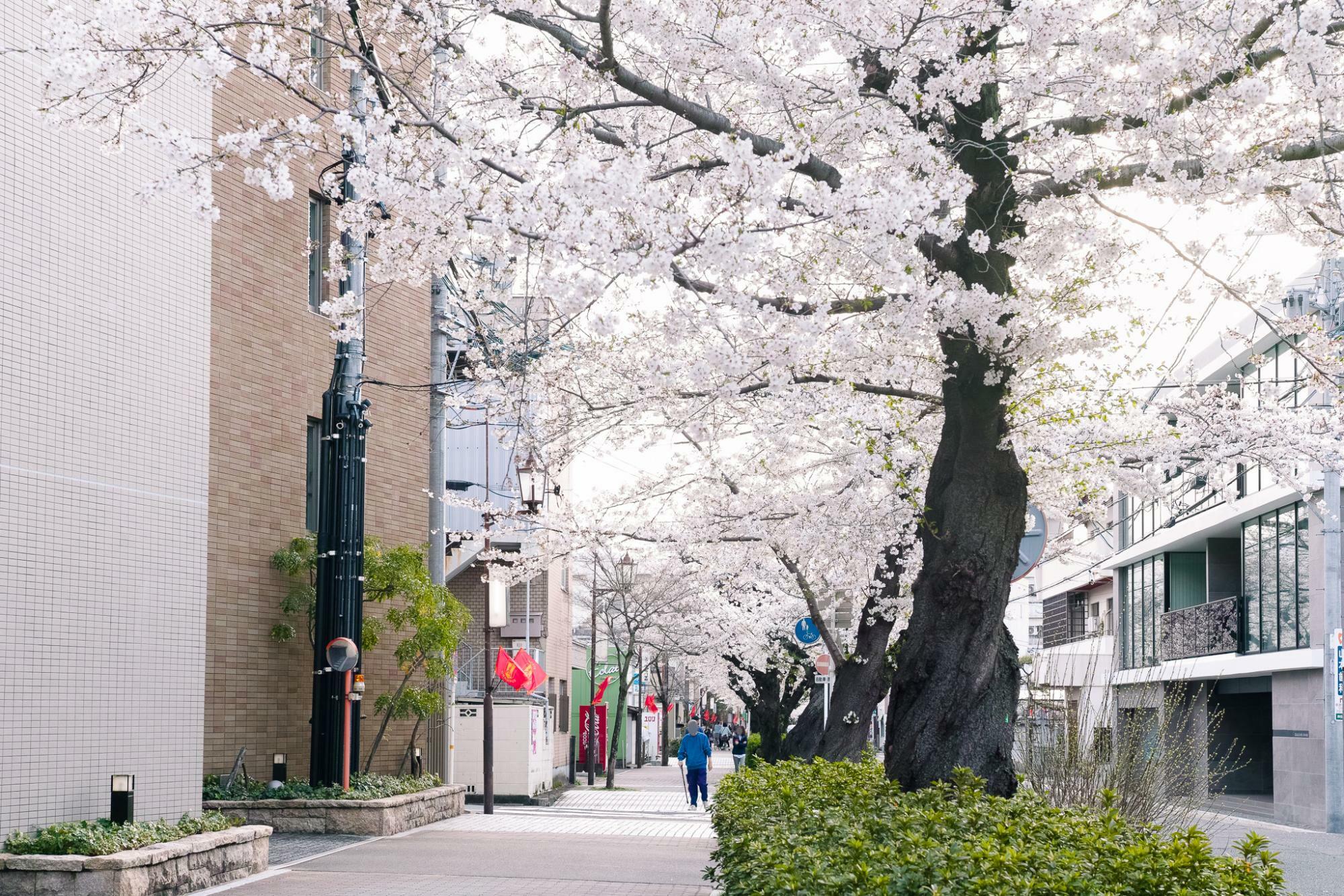 桜の季節の水道みち緑道