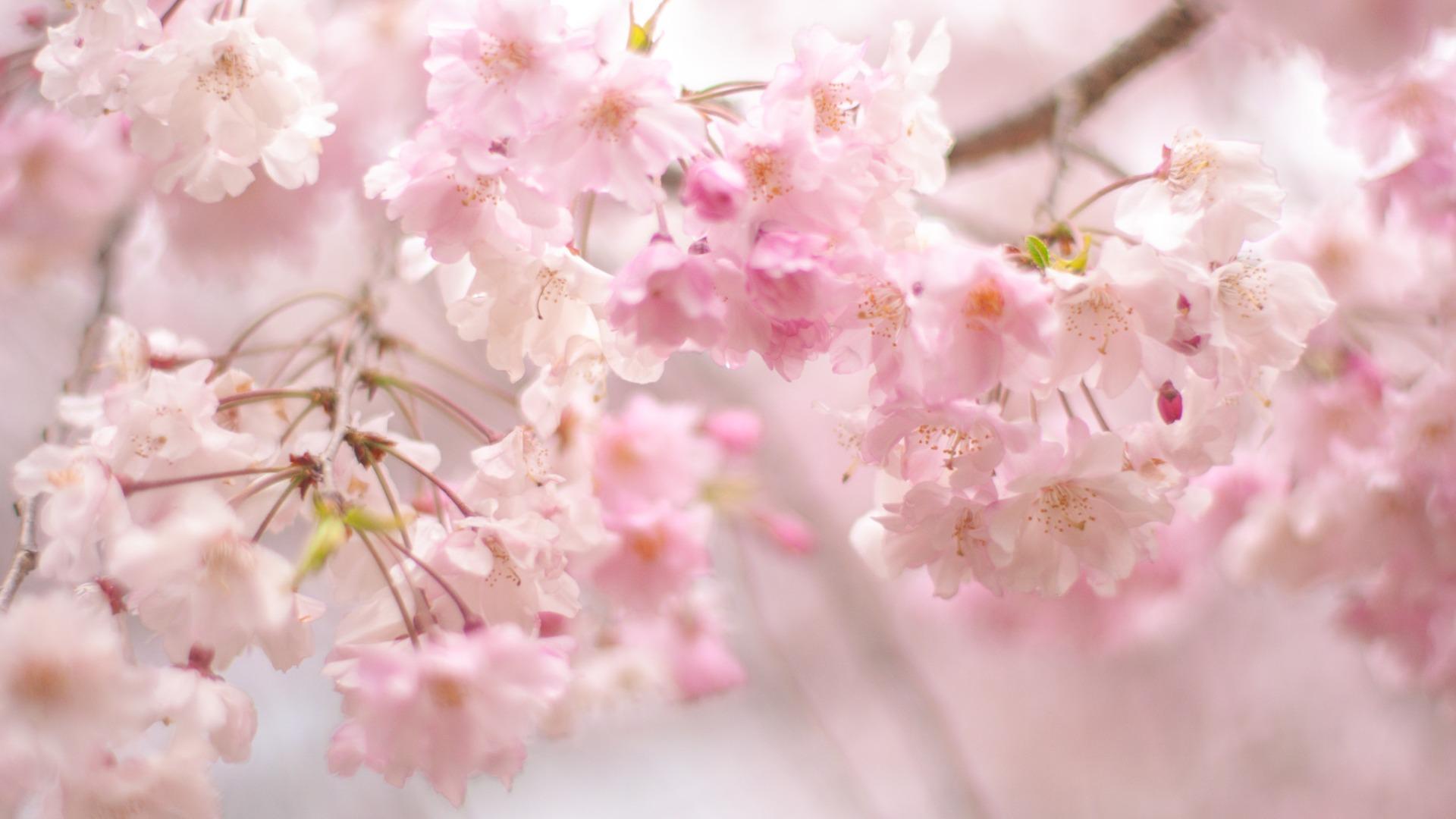 小顔効果◎桜花びら色ロングジレ 修善寺寒桜・小彼岸桜 満開 シダレザクラ 見頃 | いわき市