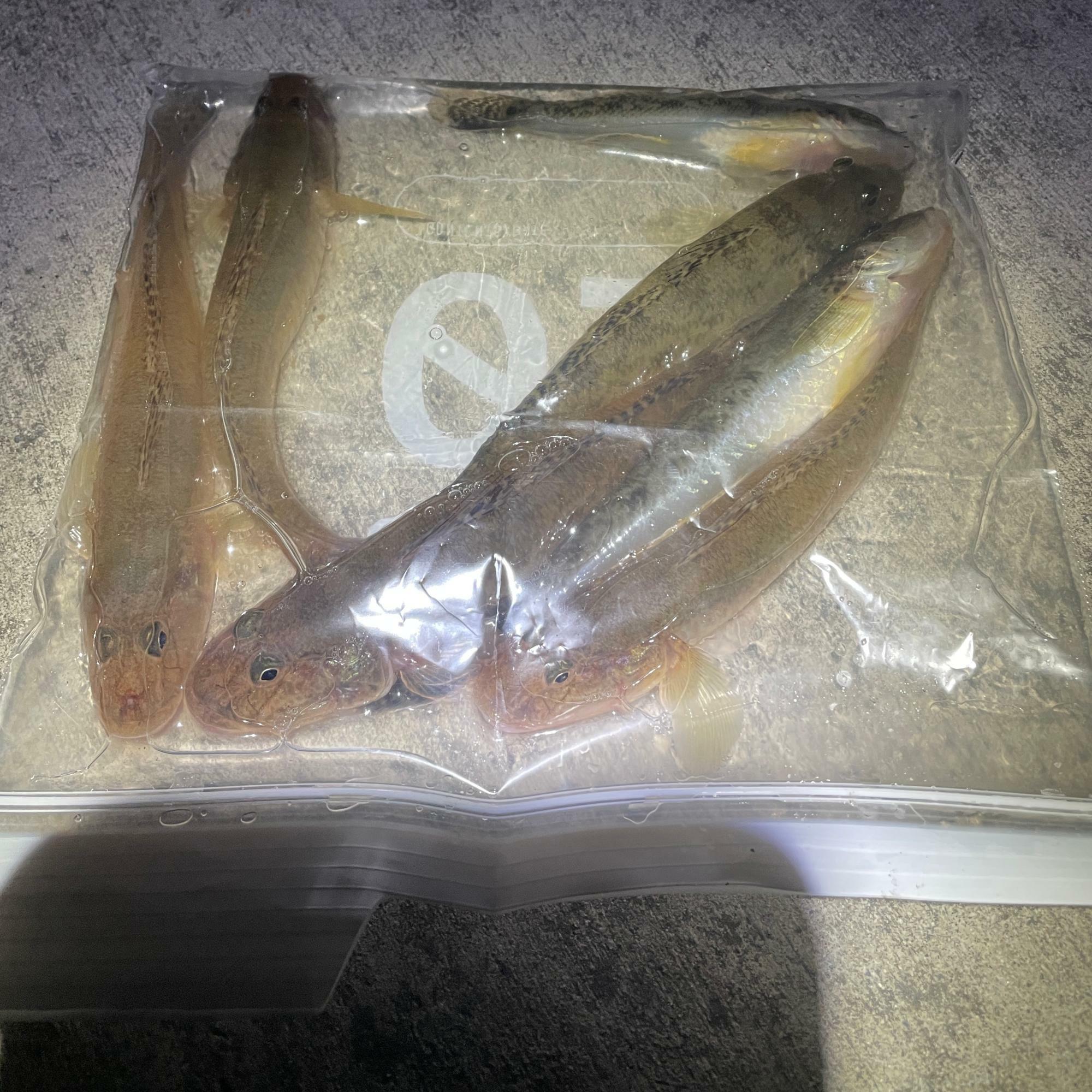 魚に被らないように撮影しても四角い影が写る