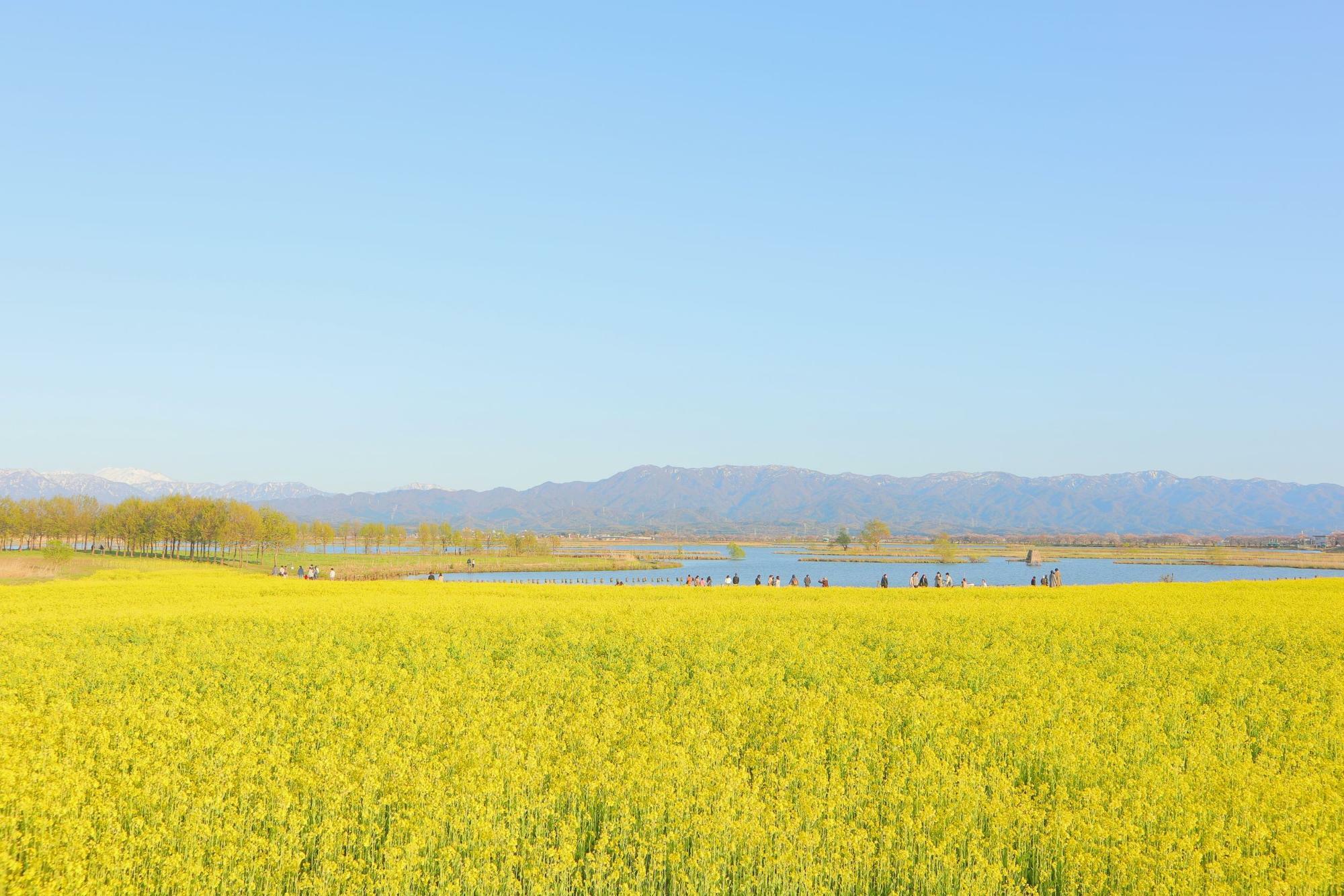 五頭連峰と菜の花畑が美しい春の福島潟