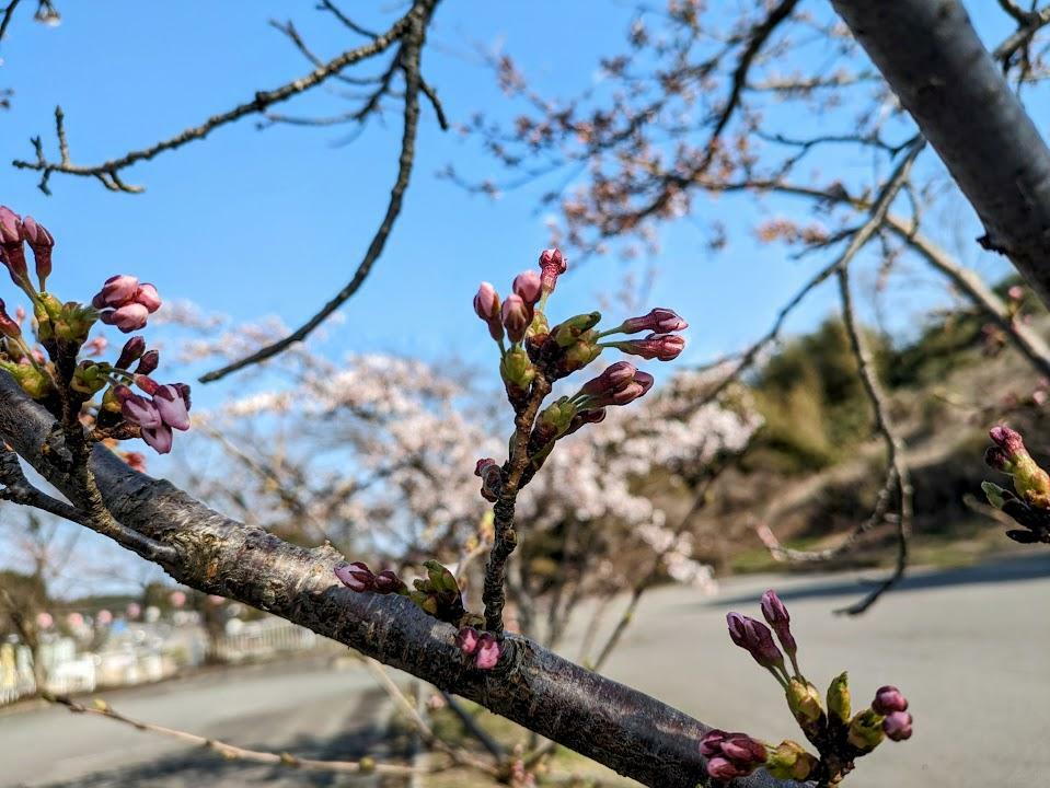 ボートピア河辺　2024年4月13日（土）の桜の様子