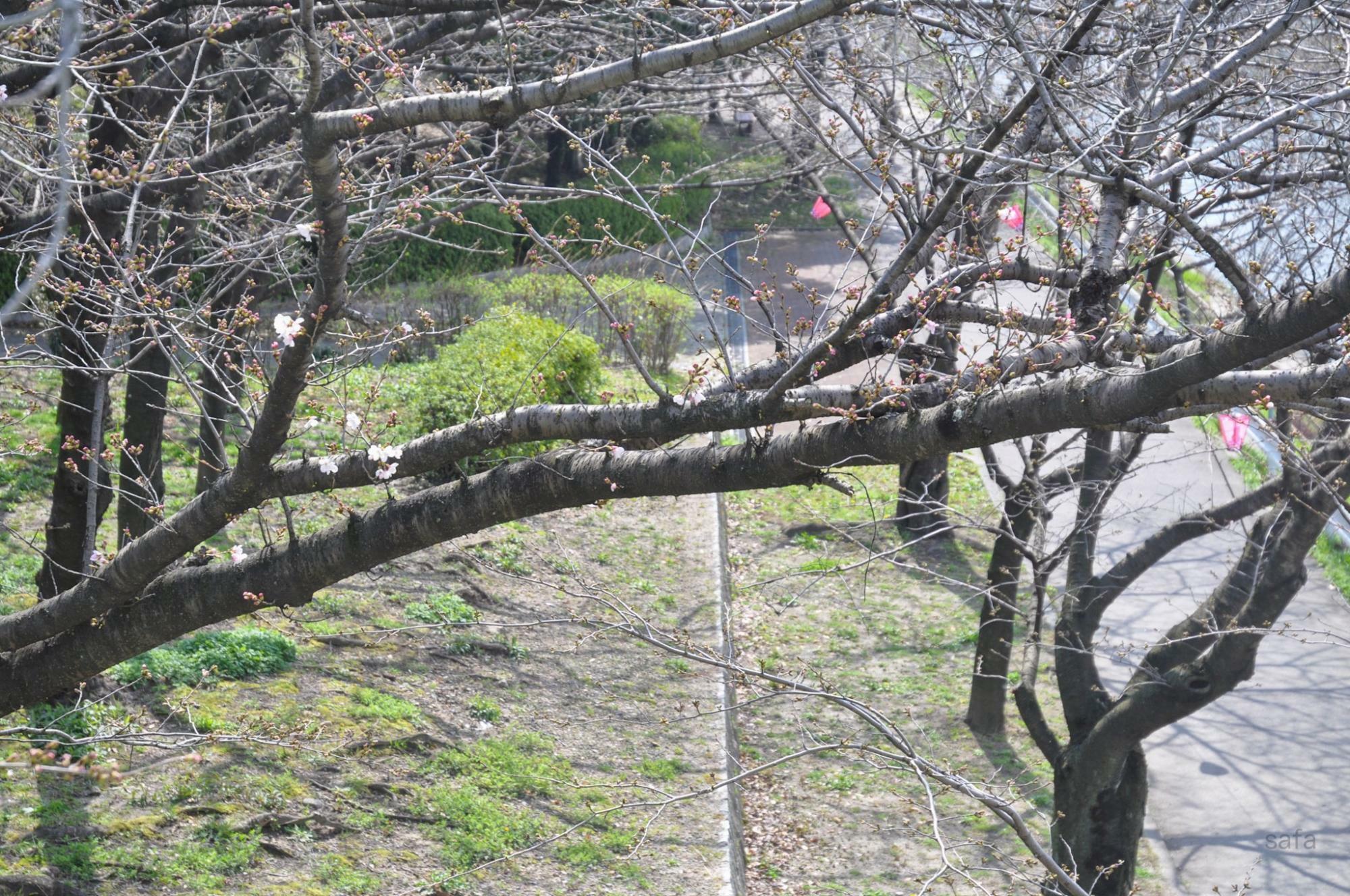 荒子川沿いのソメイヨシノ。朝の段階で少し咲いていました。