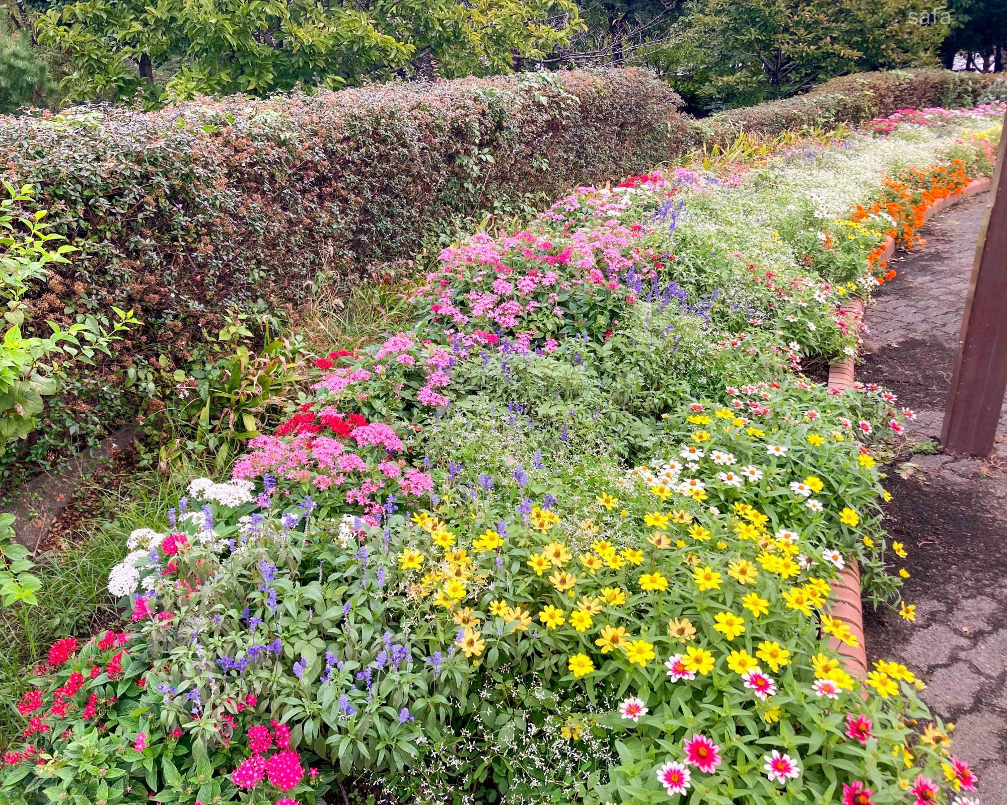 この時期でも手入れの行き届いた花壇。多くの種類のラベンダーが植えられている「ラベンダー見本園」では、この時期のラベンダーの様子を見ることができます。ご自宅の庭づくりに役立ててみては。