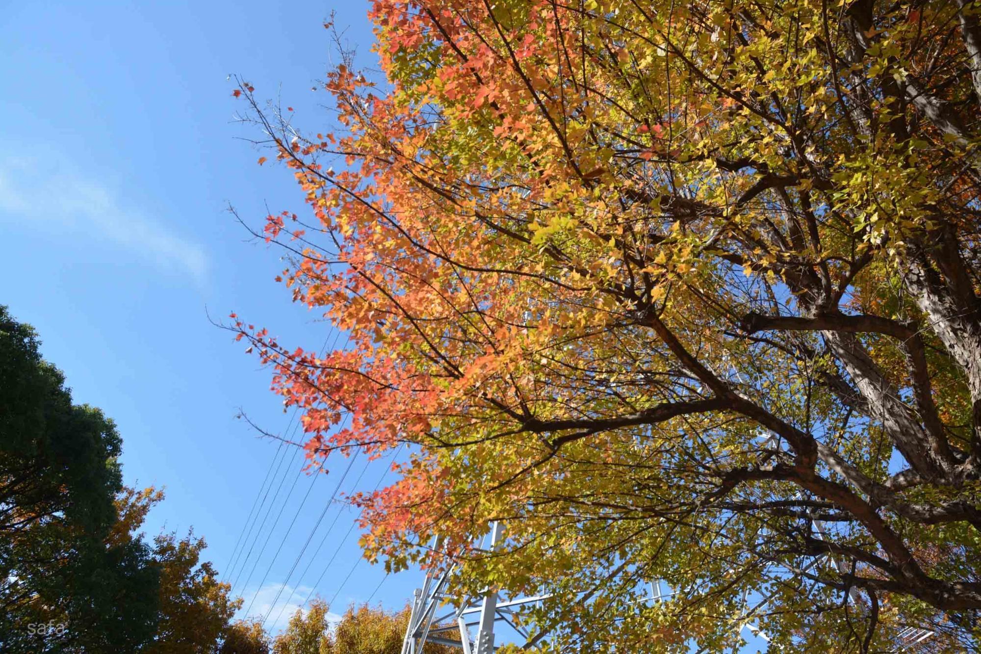 12月5日の園内の様子。グラデーションが見事。写真撮影は11時～13時頃がオススメだそうです。