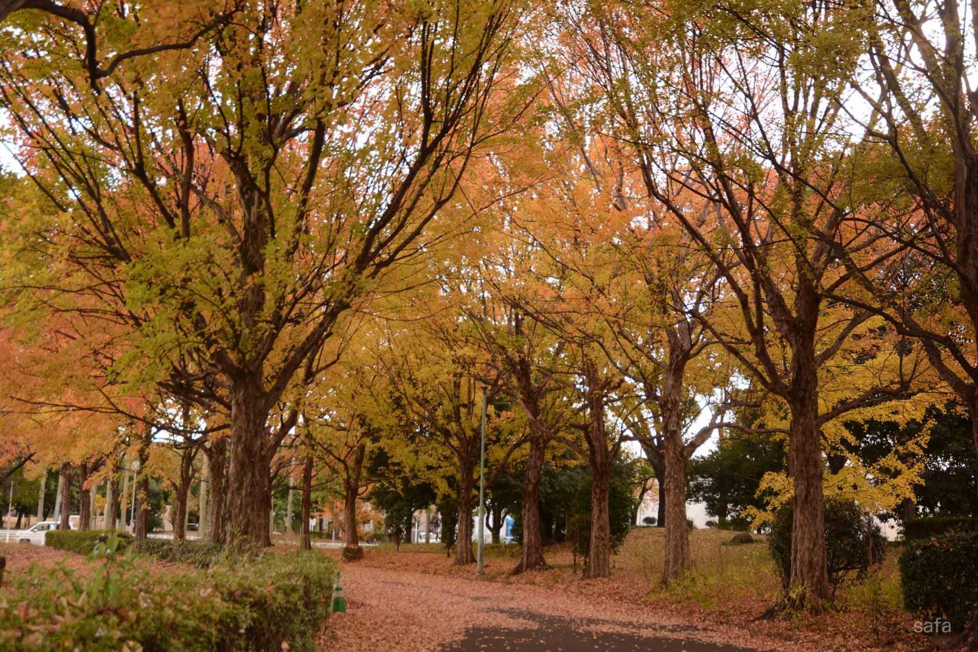 こちらの方が、荒子川公園駅方面より紅葉が早めに進んでいました。